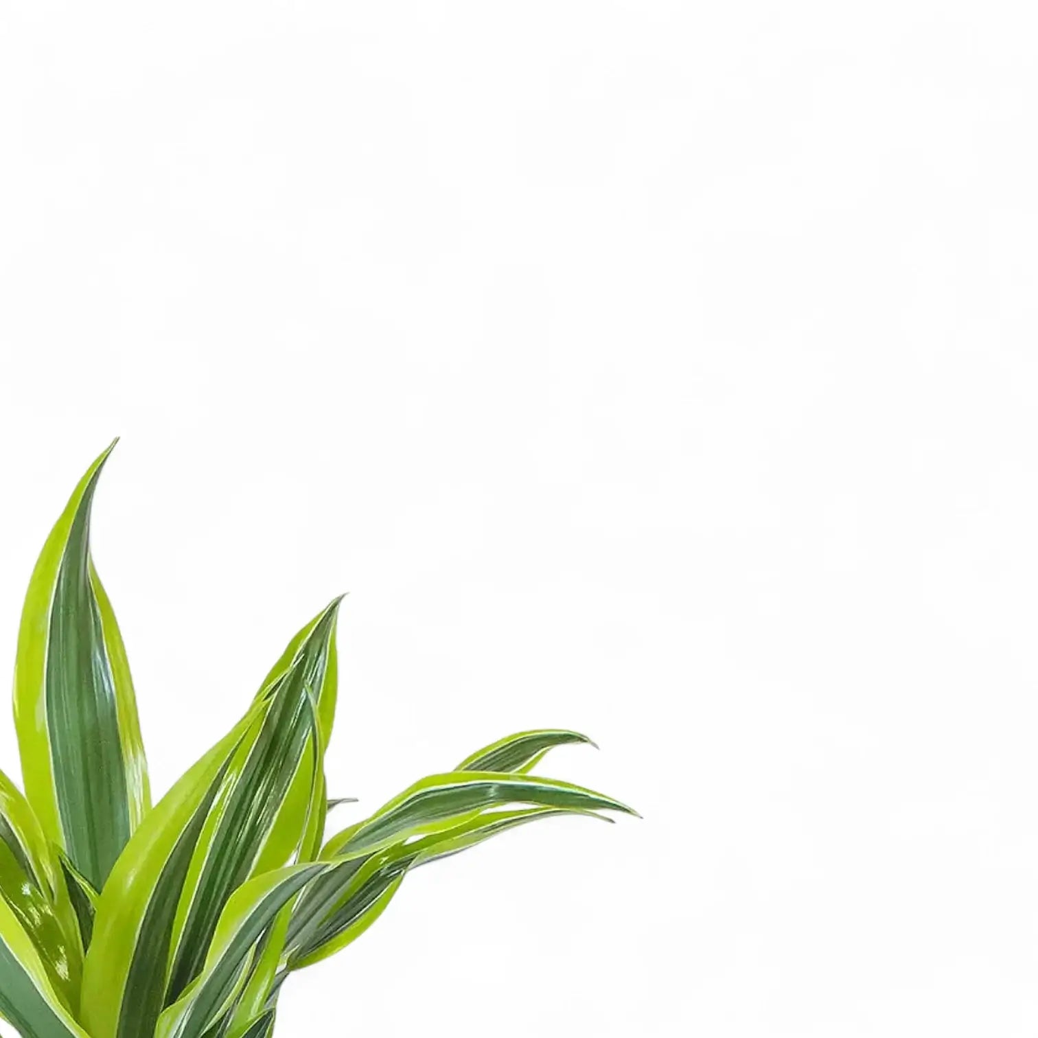 Dracaena fragrans 'Surprise' leaf detail on white background.
