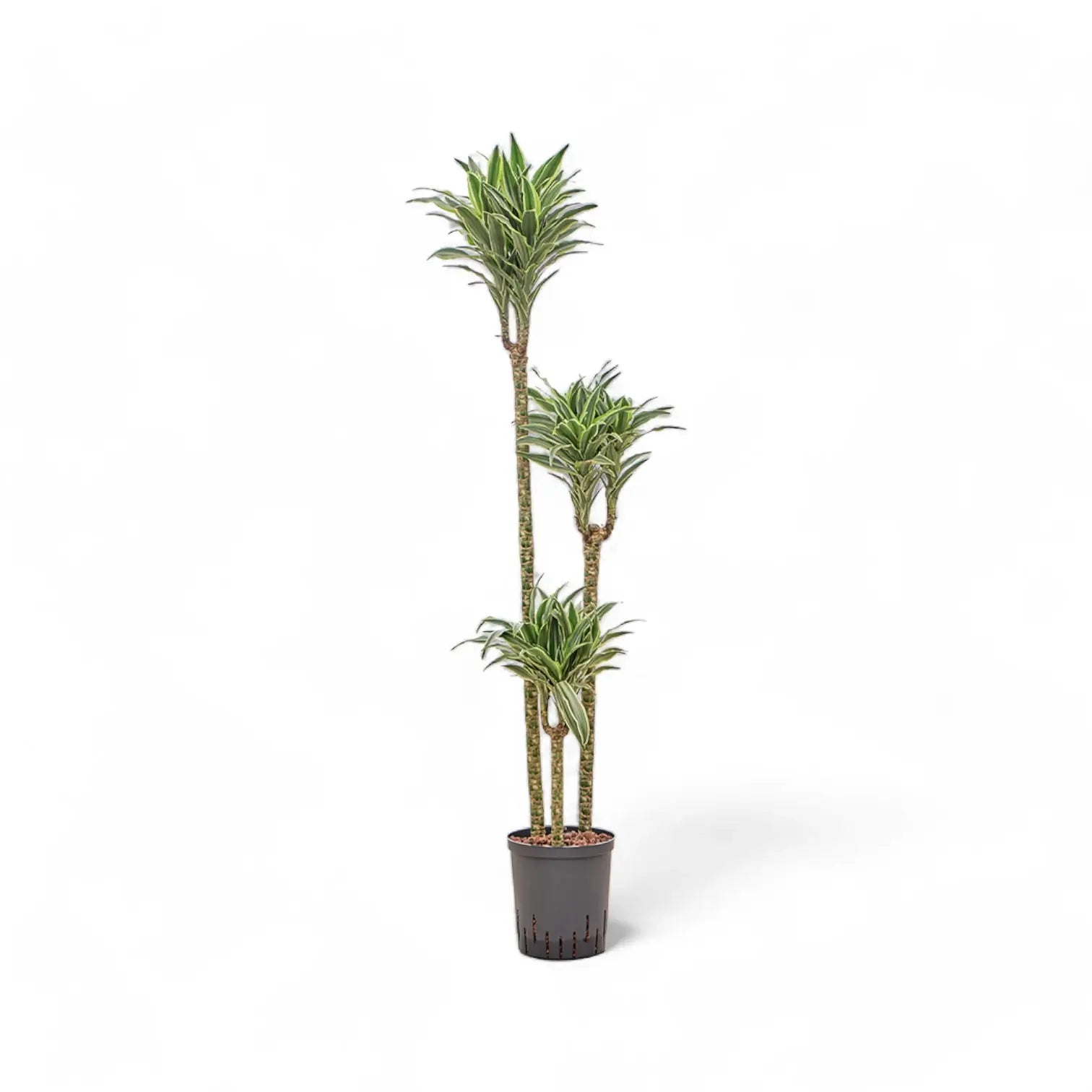 Dracaena fragrans 'Surprise' potted plant in nursery pot on white background.