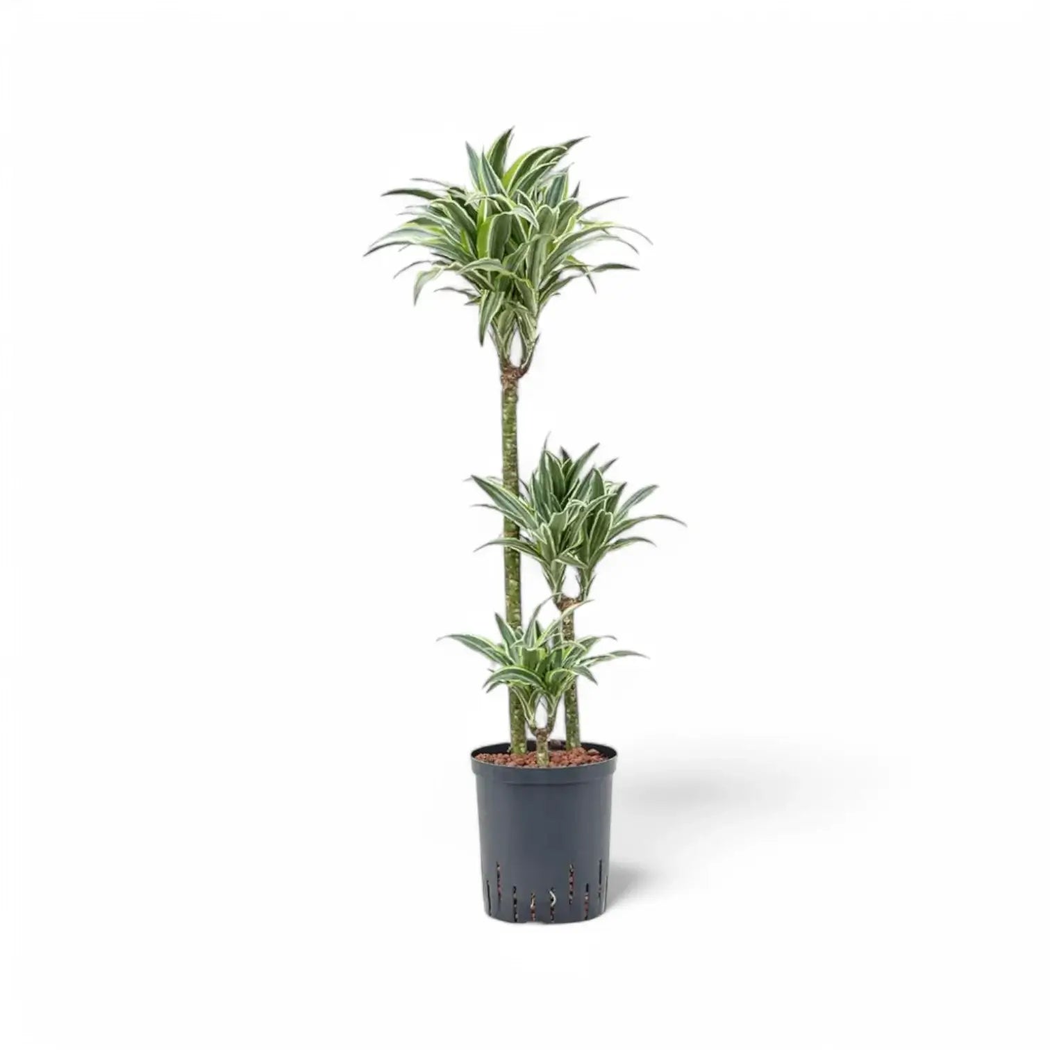 Dracaena fragrans 'Surprise' potted plant in nursery pot on white background.