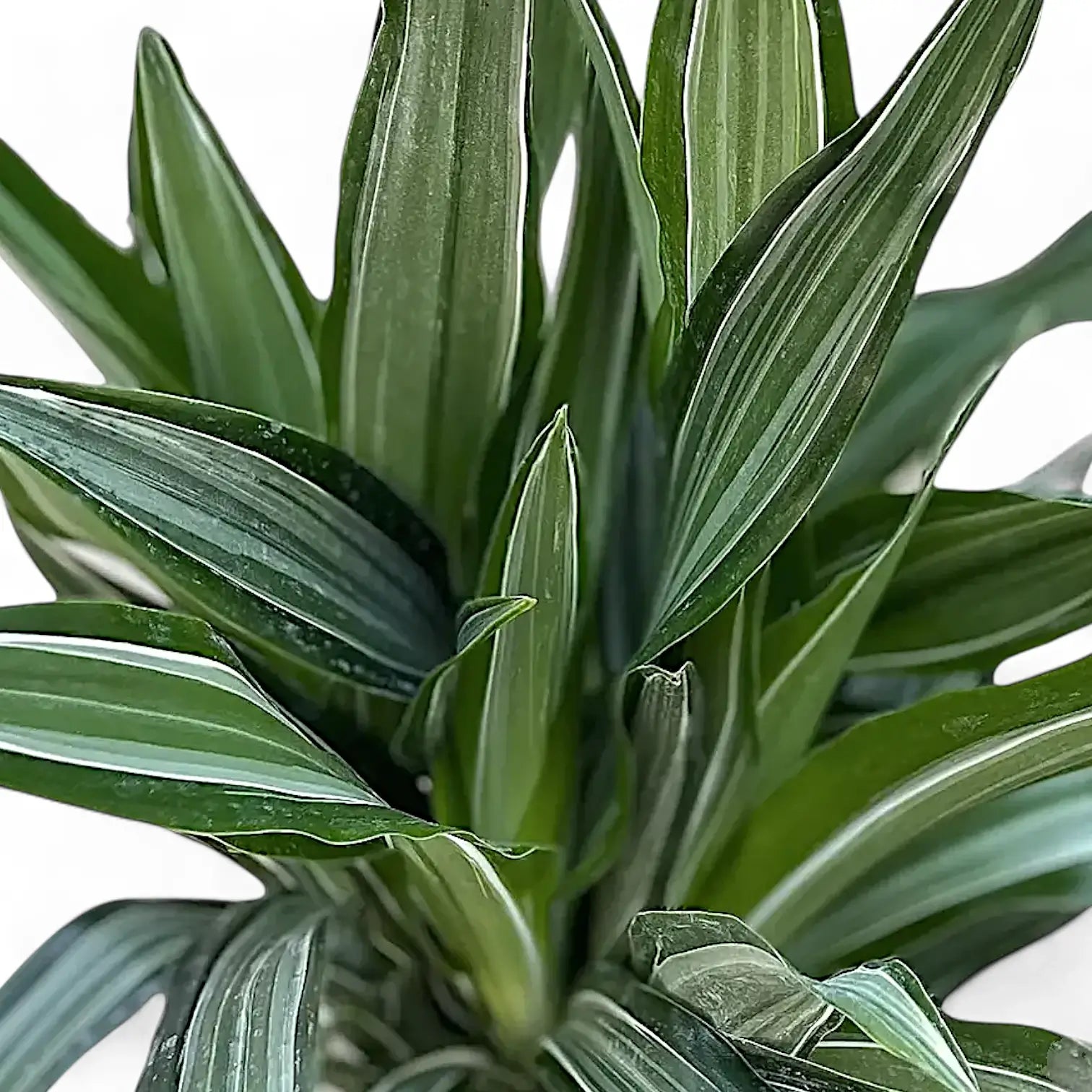 Nahaufnahme eines Blatts von Dracaena fragrans 'Ulises' vor weißem Hintergrund.