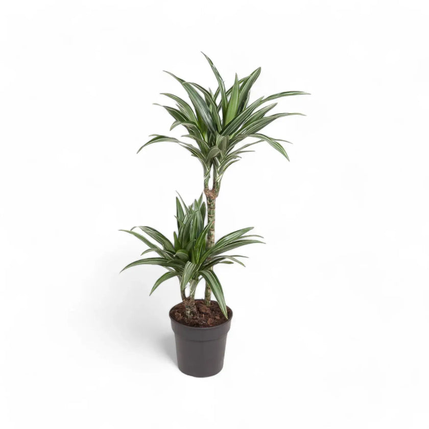 Dracaena fragrans 'Ulises' potted plant in nursery pot on white background.