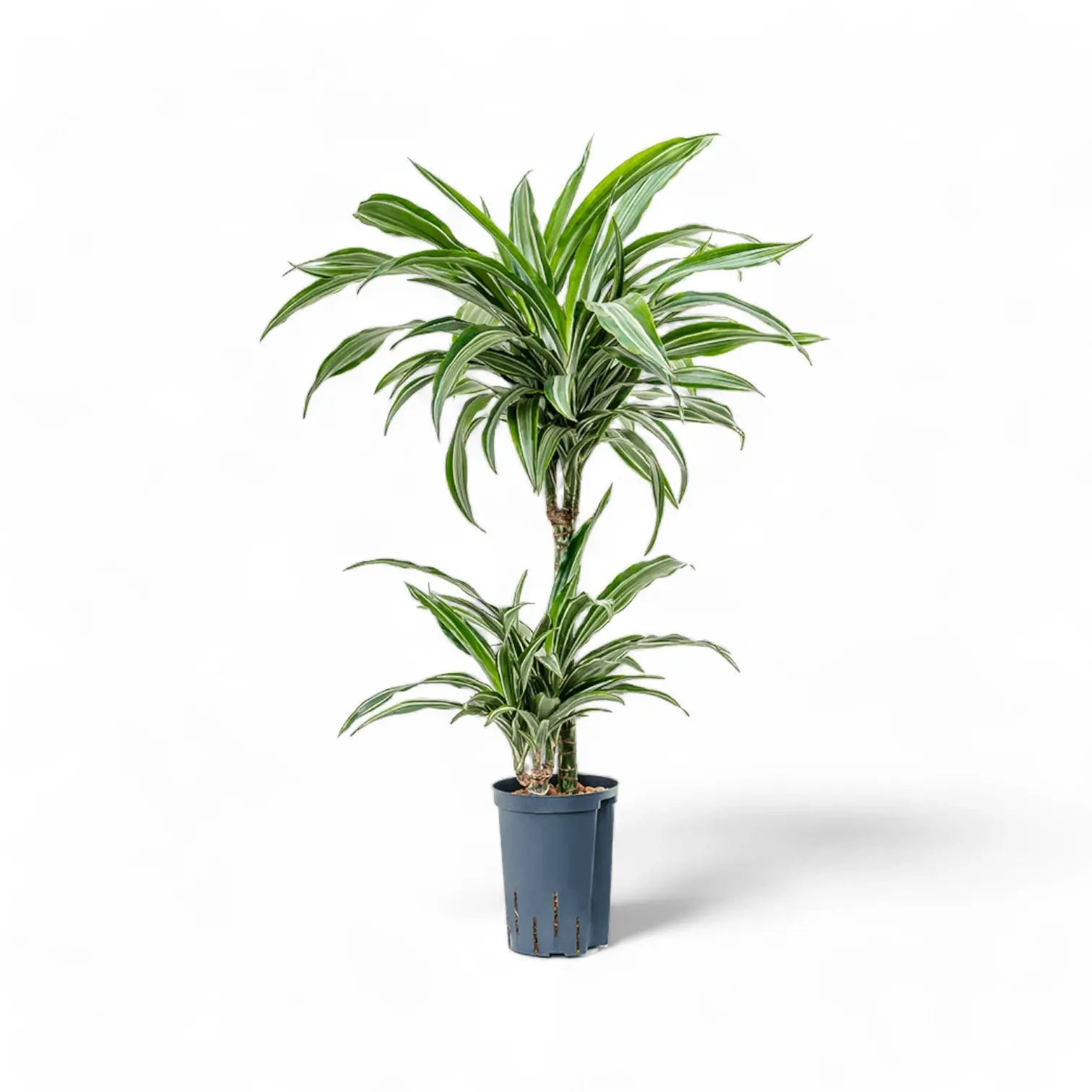 Dracaena fragrans 'Ulises' – Topfpflanze im Kulturtopf vor weißem Hintergrund, Produktfoto 3.