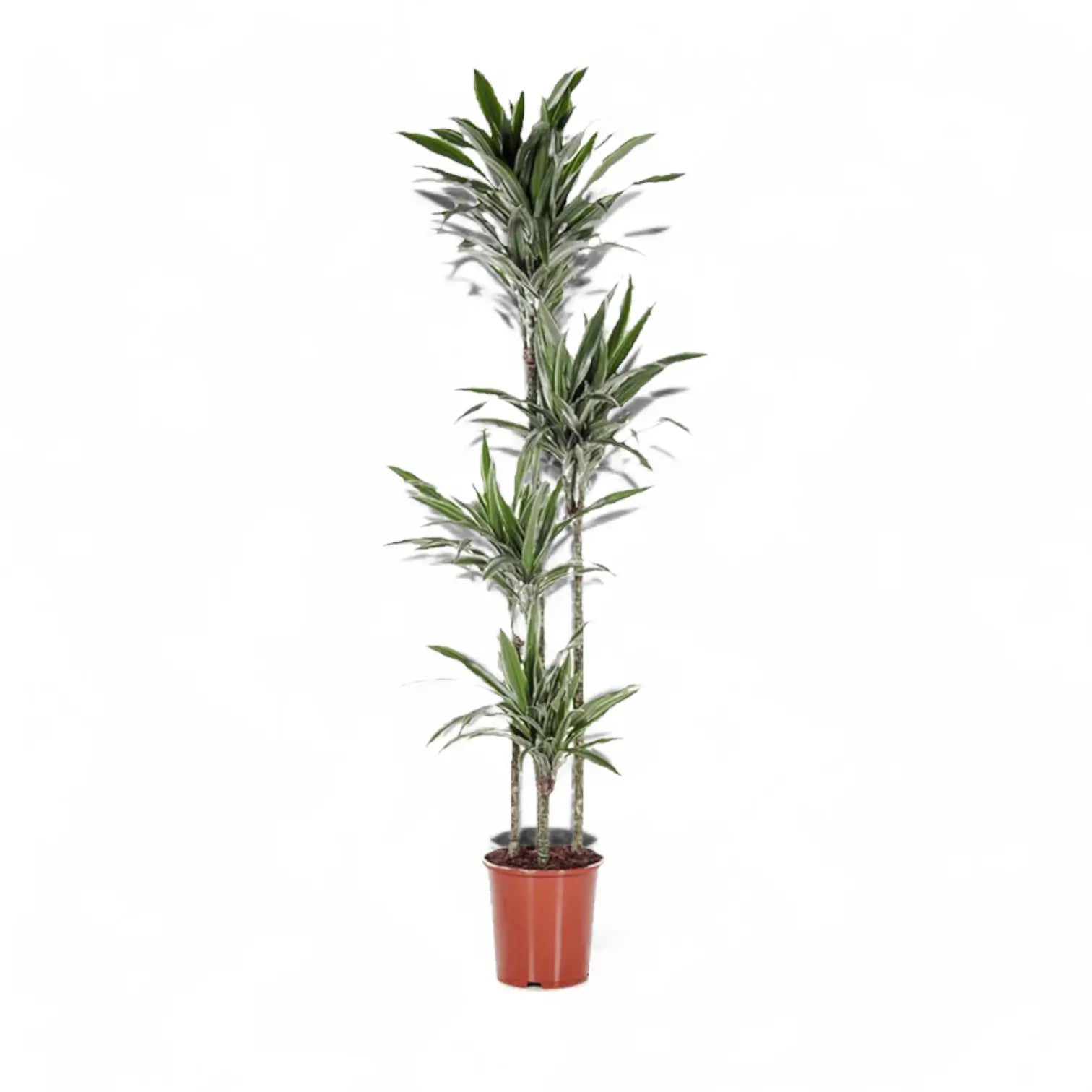 Dracaena fragrans ‘Warneckii’ potted plant in nursery pot on white background.