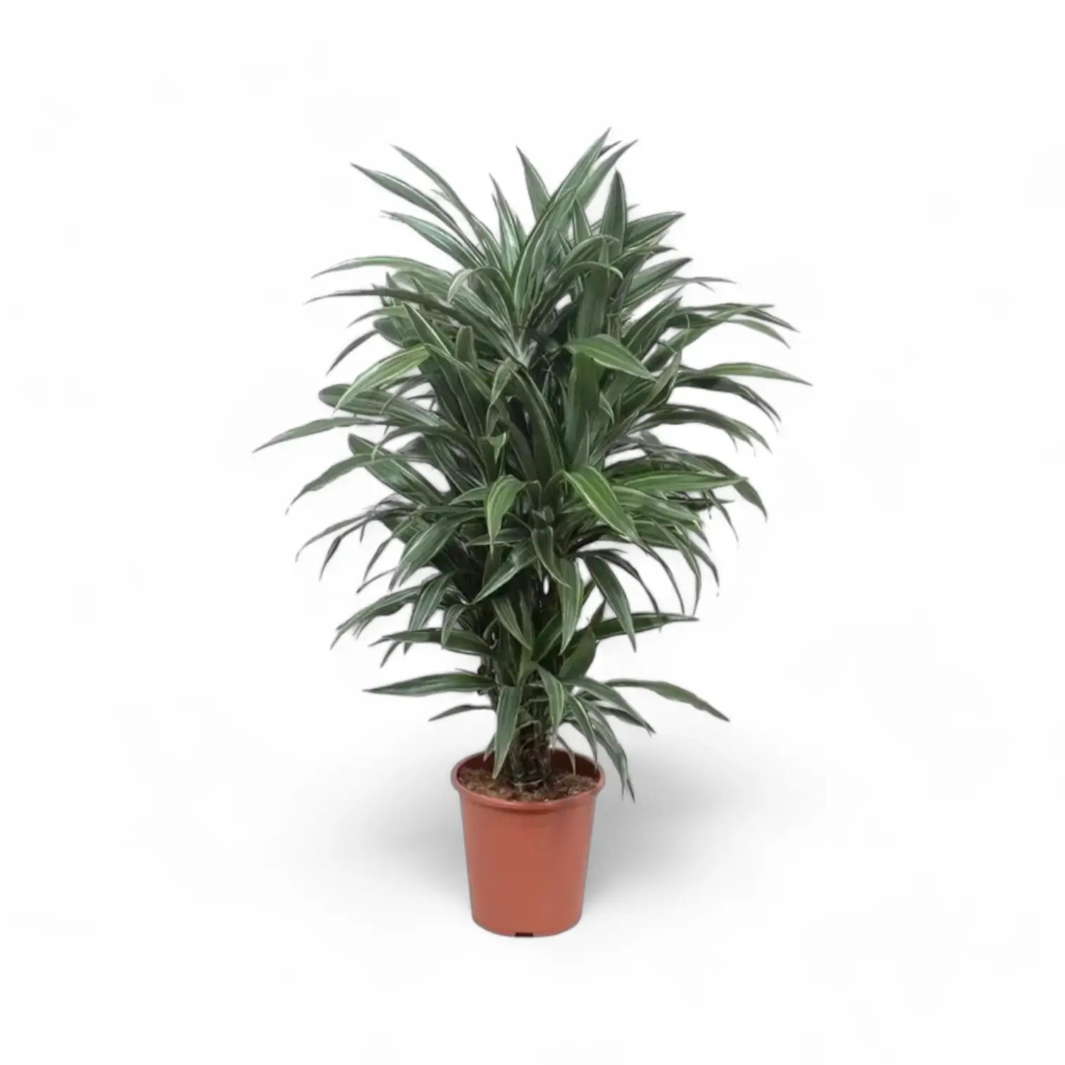 Dracaena fragrans ‘Warneckii’ potted plant in nursery pot on white background.