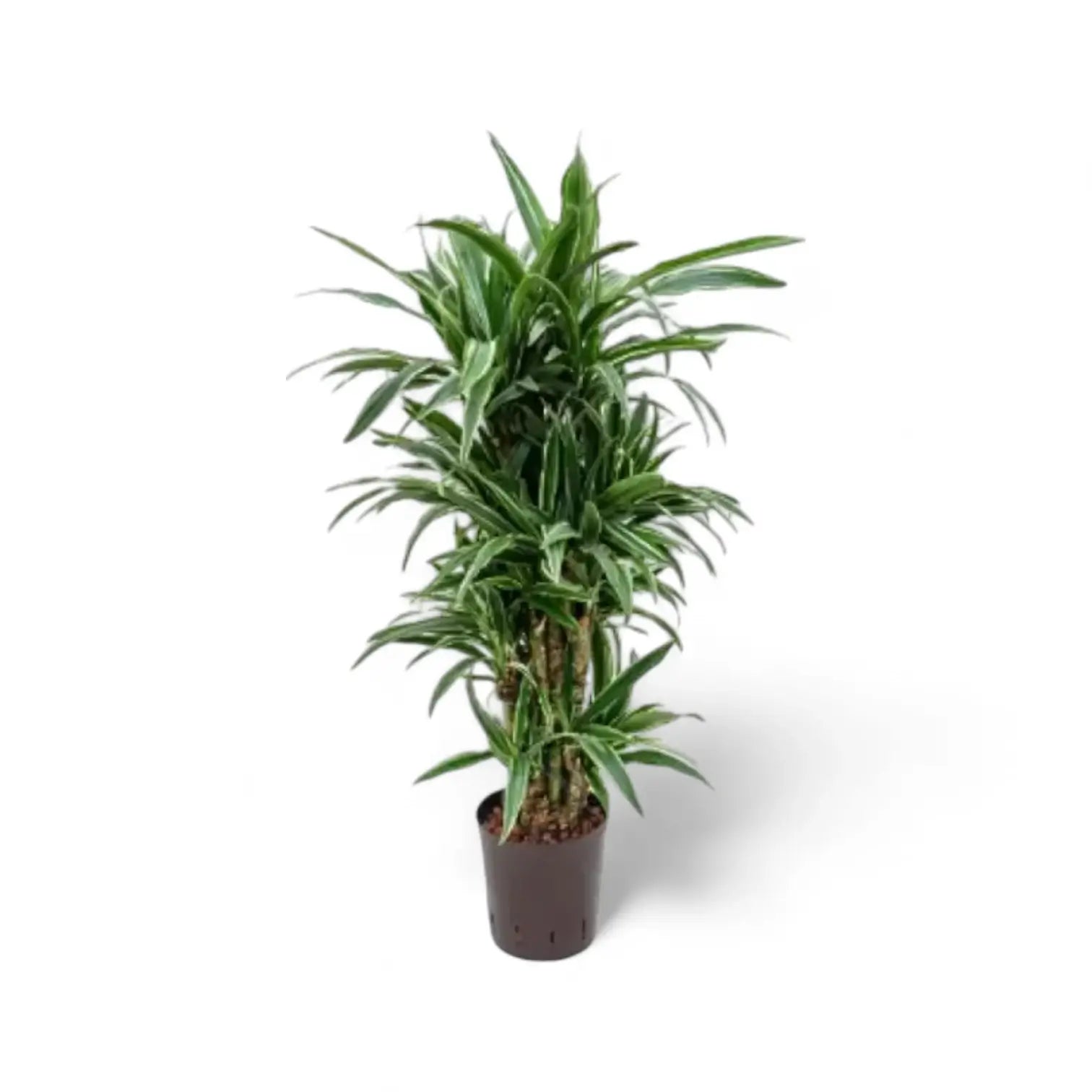 Dracaena fragrans ‘Warneckii’ potted plant in nursery pot on white background.