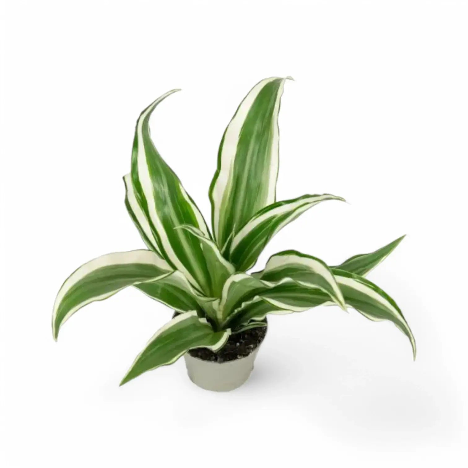 Dracaena fragrans ‘Warneckii’ potted plant in nursery pot on white background.