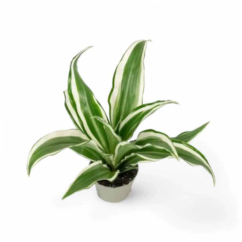 Dracaena fragrans ‘Warneckii’ potted plant in nursery pot on white background.