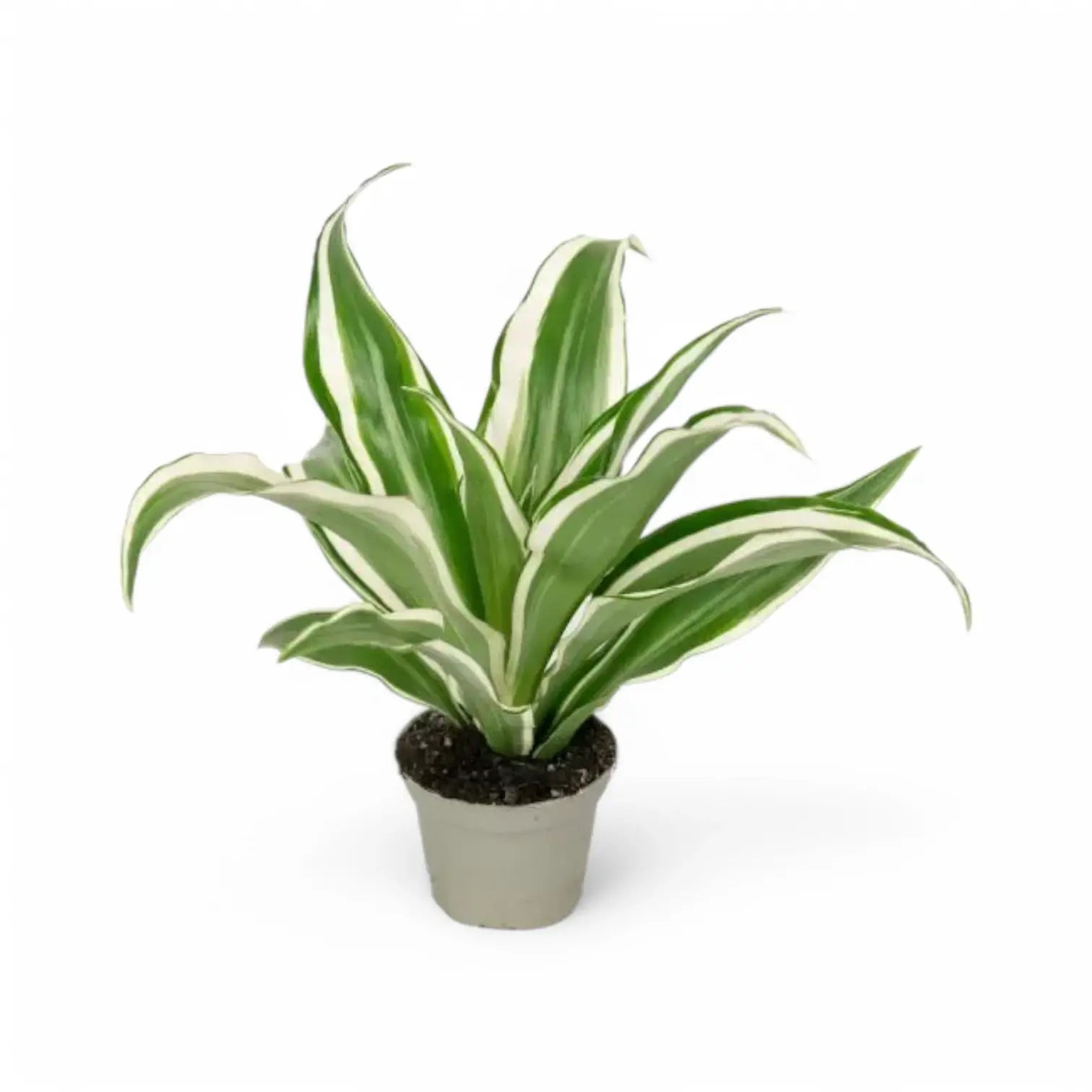 Dracaena fragrans ‘Warneckii’ potted plant in nursery pot on white background.