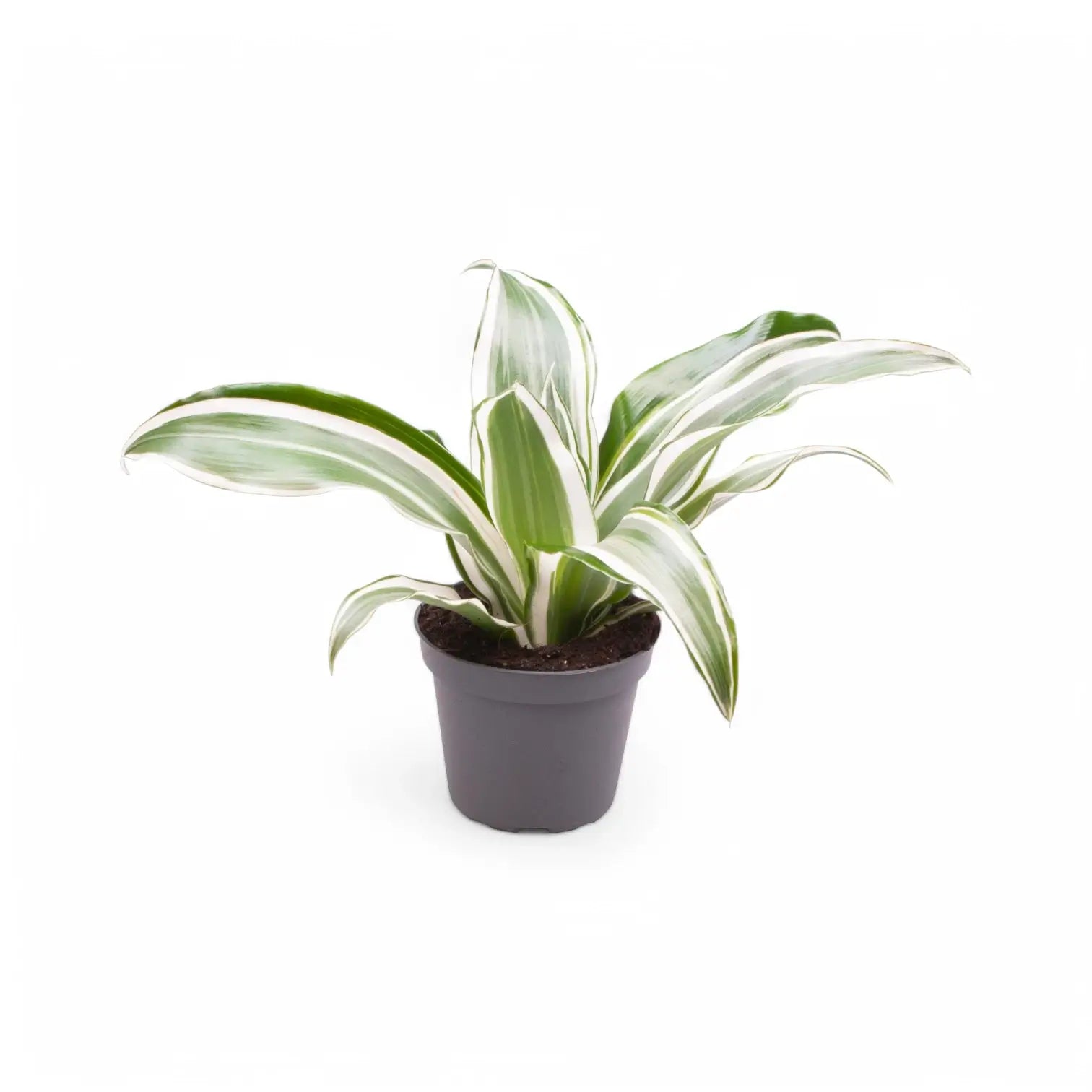 Dracaena fragrans ‘Warneckii’ potted plant in nursery pot on white background.