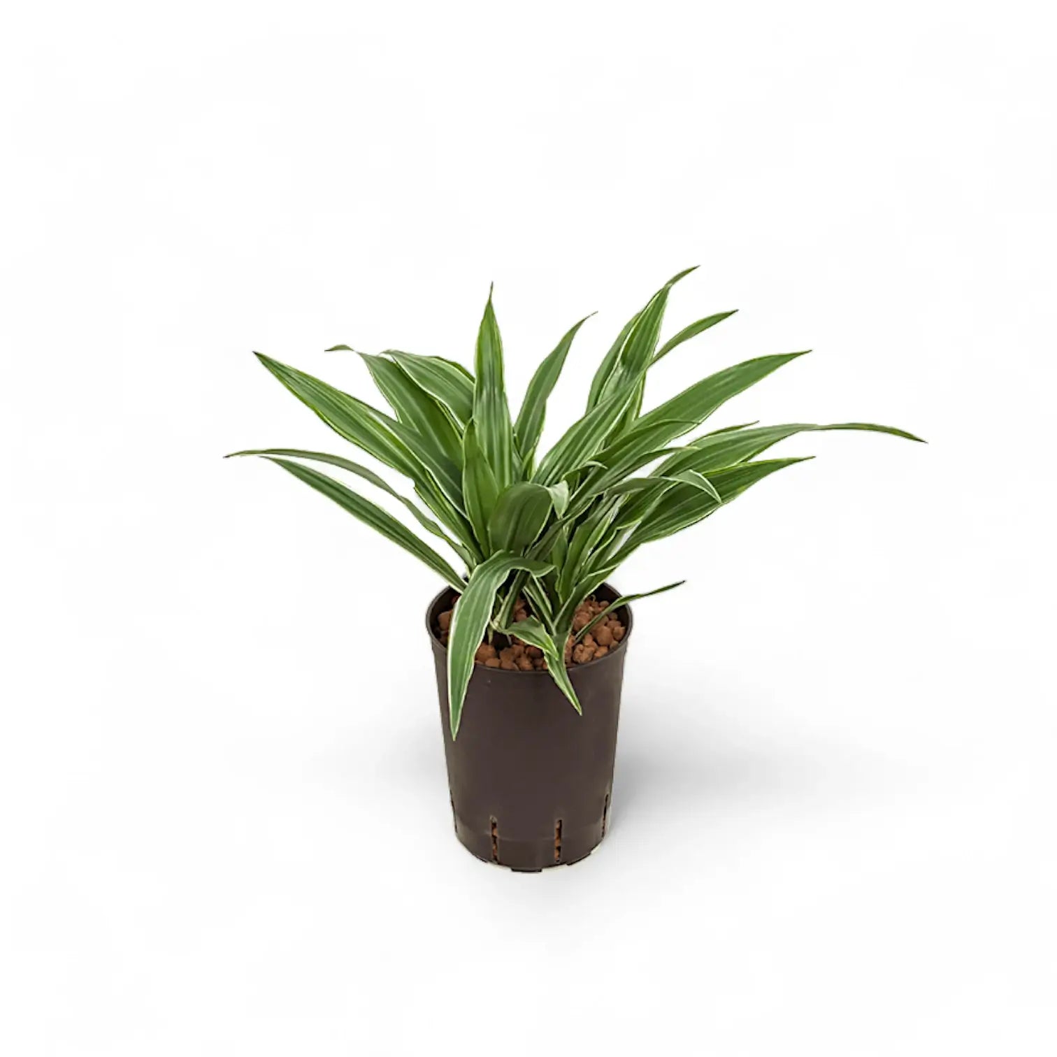 Dracaena fragrans ‘Warneckii’ potted plant in nursery pot on white background.