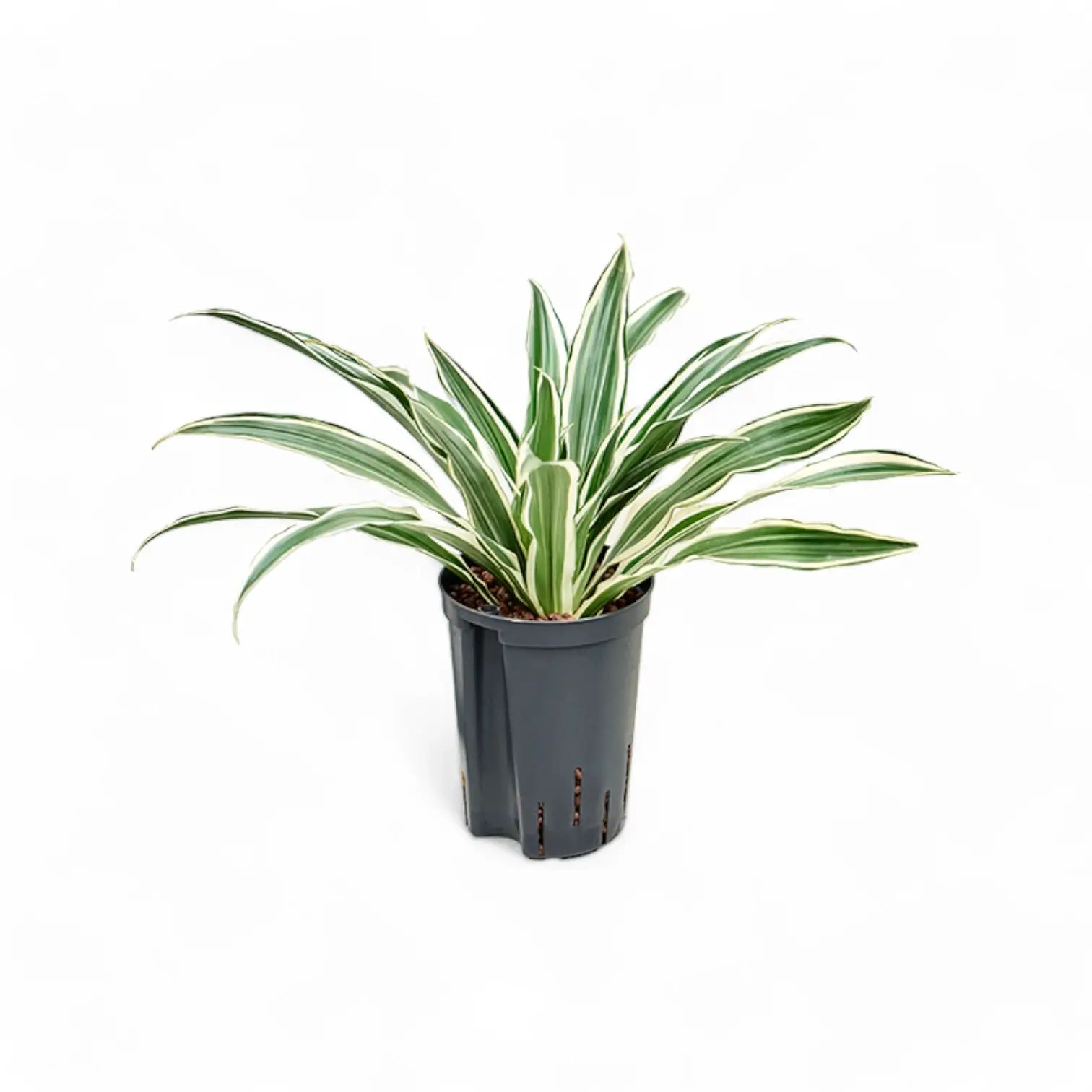Dracaena fragrans ‘Warneckii’ potted plant in nursery pot on white background.