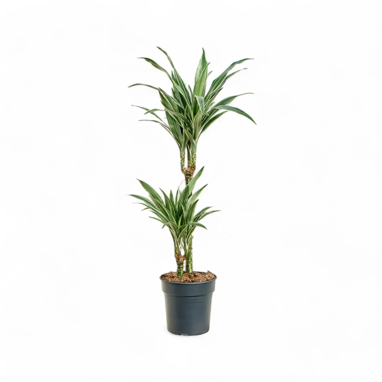 Dracaena fragrans ‘Warneckii’ potted plant in nursery pot on white background.
