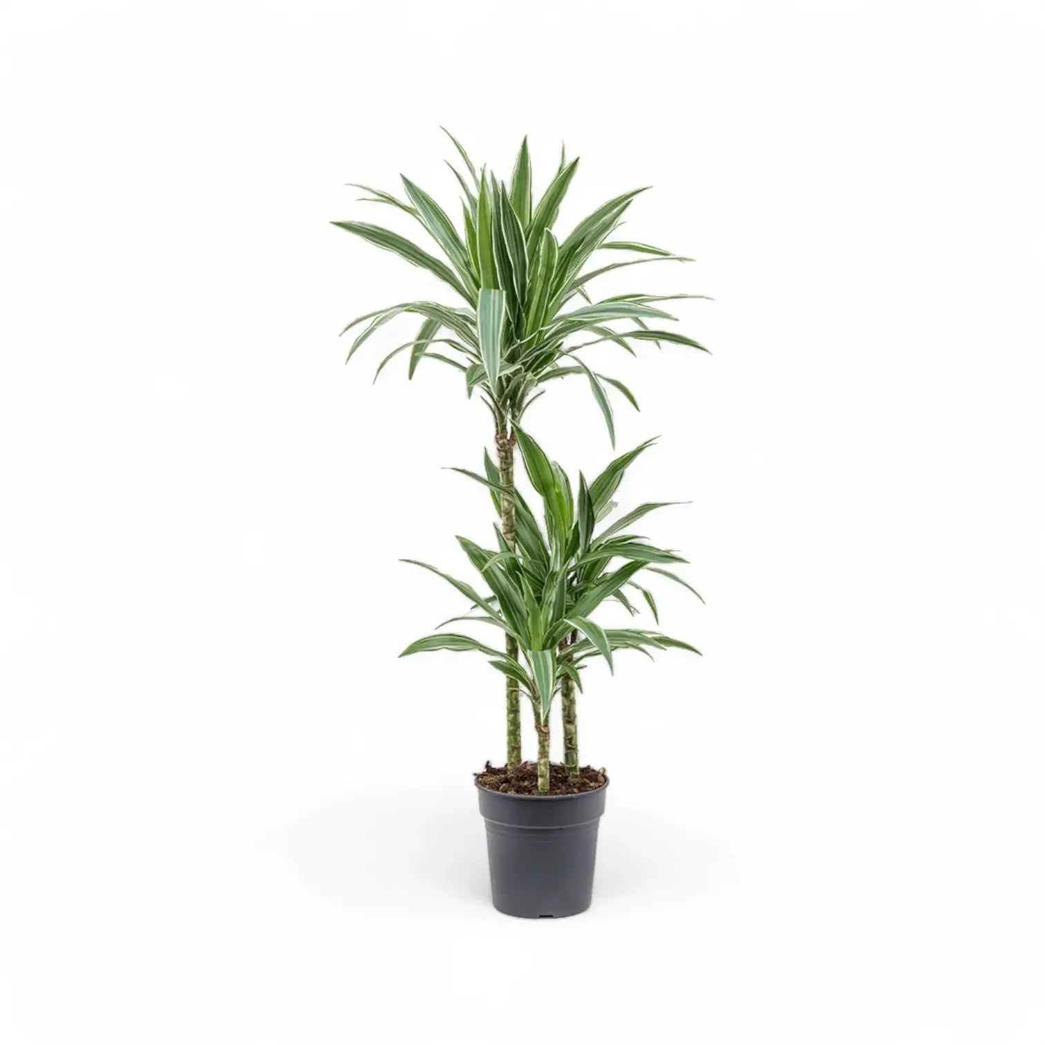Dracaena fragrans ‘Warneckii’ potted plant in nursery pot on white background.
