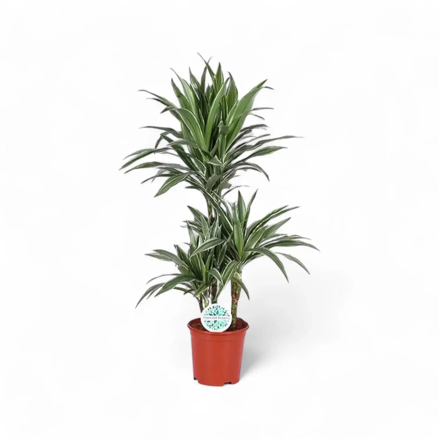 Dracaena fragrans ‘Warneckii’ potted plant in nursery pot on white background.