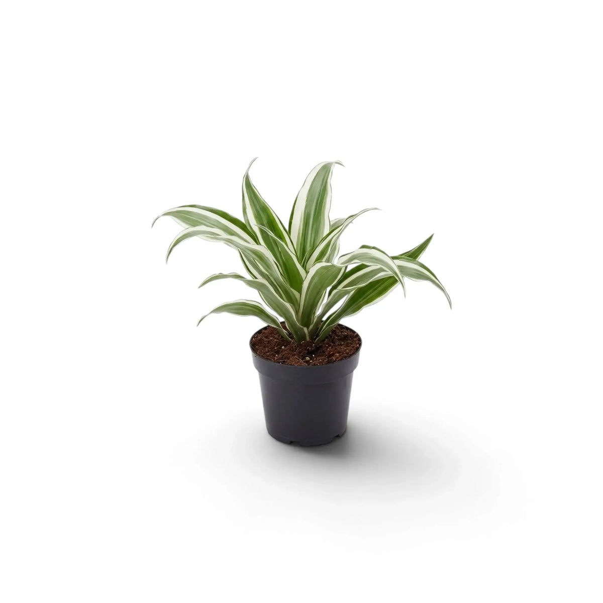Dracaena fragrans ‘Warneckii’ als Jungpflanze mit graugrünen Blättern mit weißen Streifen und dunkelgrünen Rändern