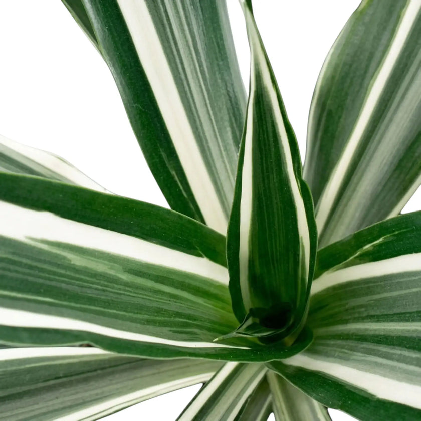 Nahaufnahme der graugrünen Blätter von Dracaena fragrans ‘Warneckii’ mit weißen Streifen und dunkelgrünen Rändern
