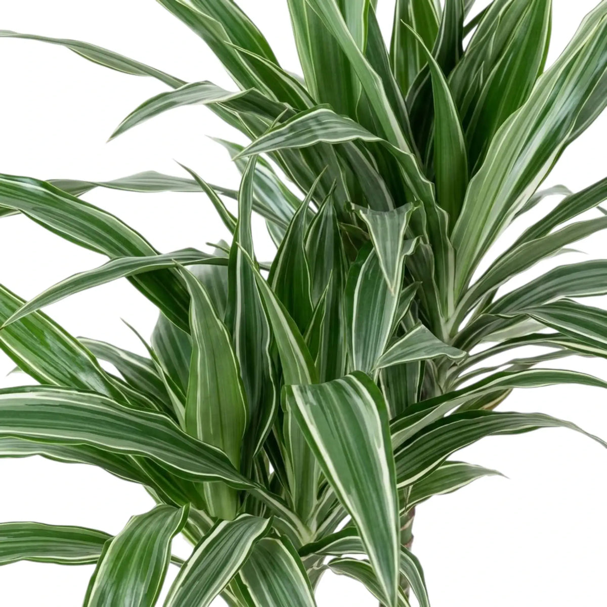 Nahaufnahme der graugrünen Blätter von Dracaena fragrans ‘Warneckii’ mit weißen Streifen und dunkelgrünen Rändern