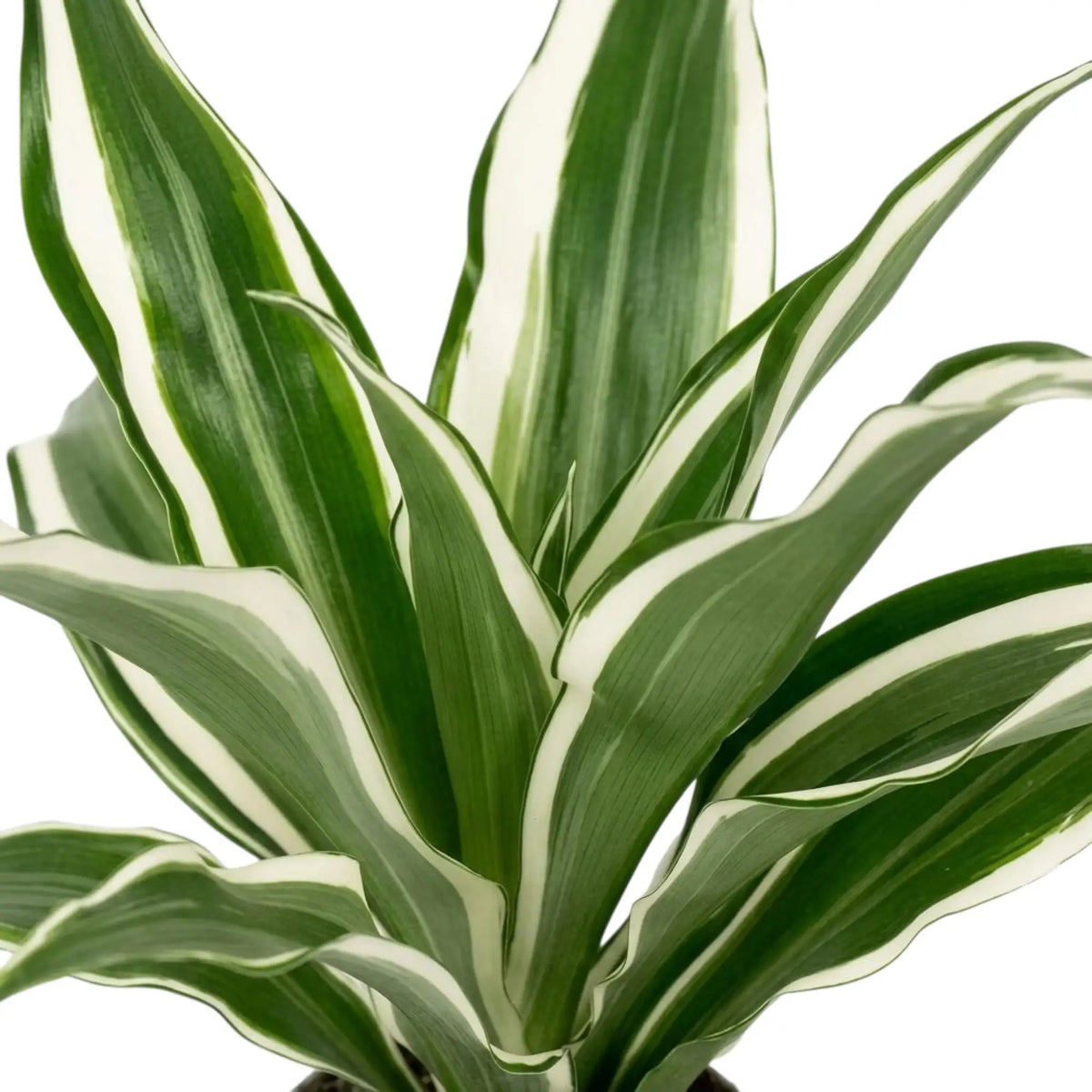 Nahaufnahme der graugrünen Blätter von Dracaena fragrans ‘Warneckii’ mit weißen Streifen und dunkelgrünen Rändern