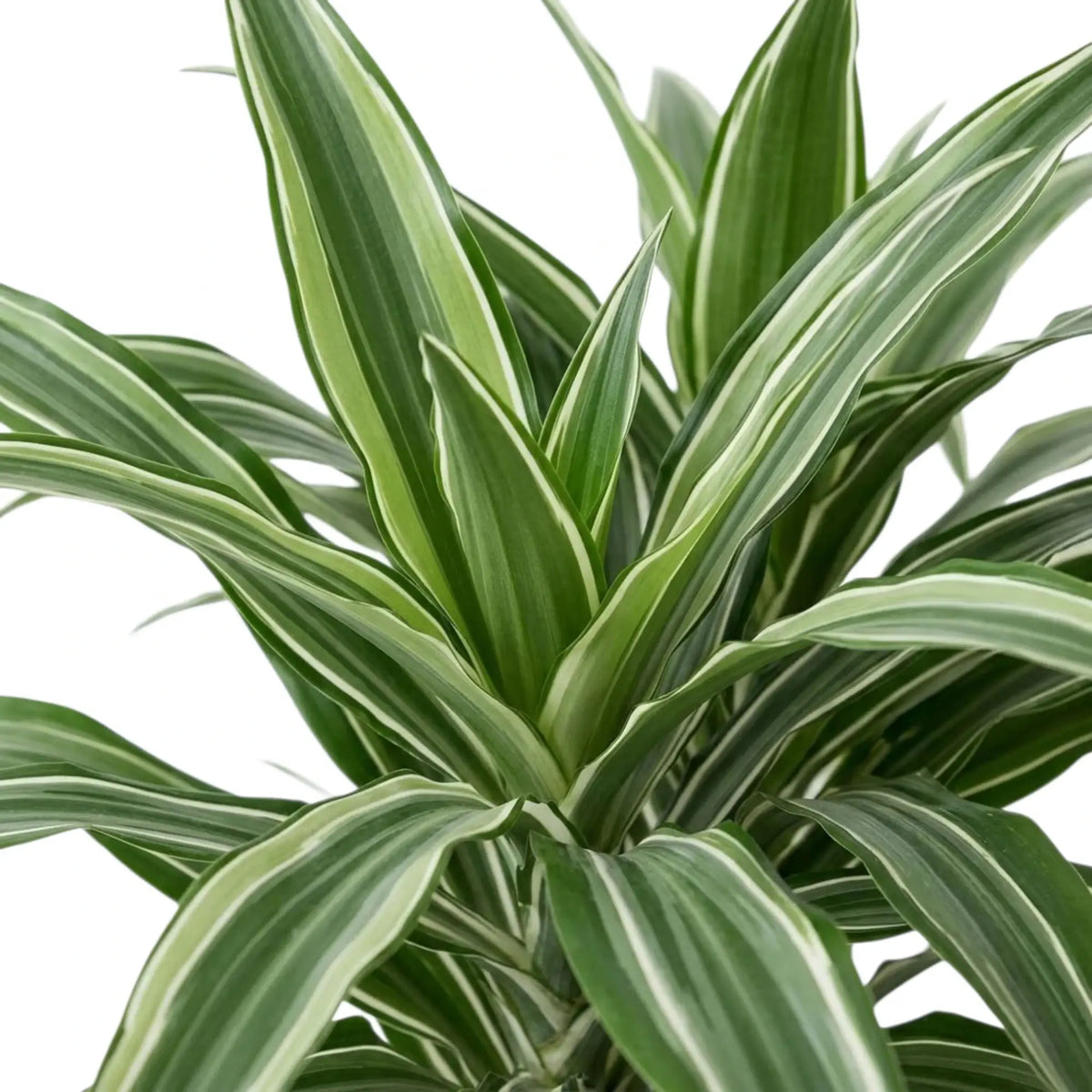Nahaufnahme der graugrünen Blätter von Dracaena fragrans ‘Warneckii’ mit weißen Streifen und dunkelgrünen Rändern