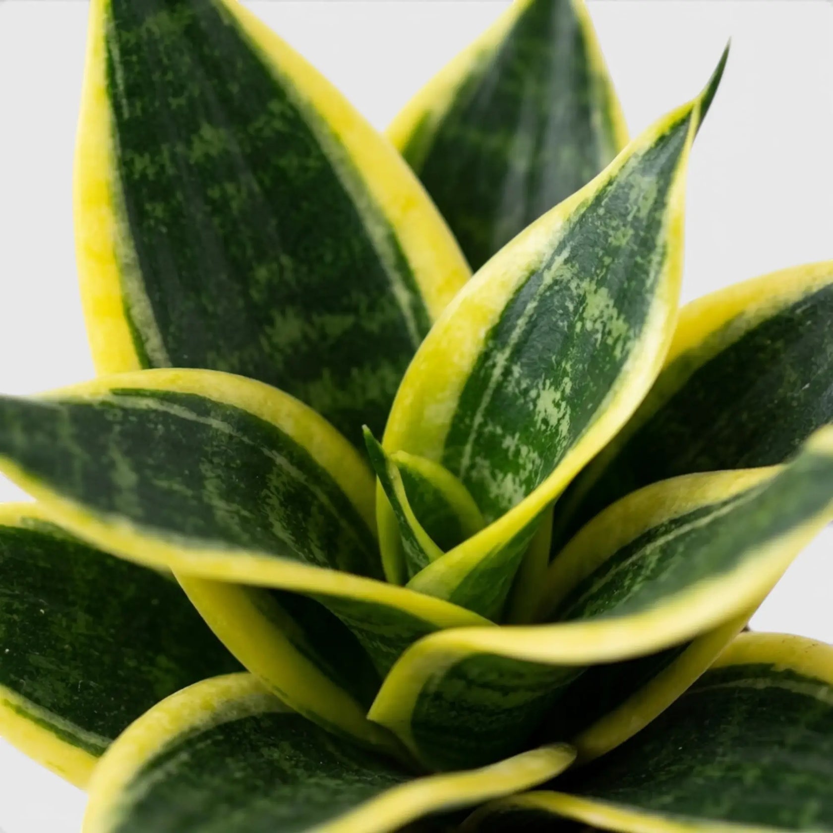 Blätter von Dracaena 'Hahnii Golden Edge' in Nahaufnahme.