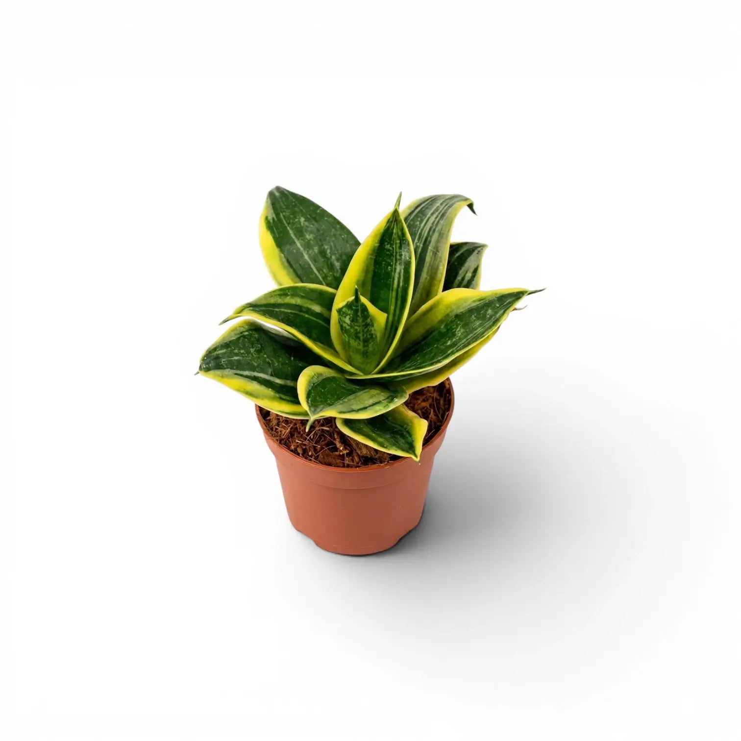 Dracaena 'Hahnii Golden Edge' im Kulturtopf.