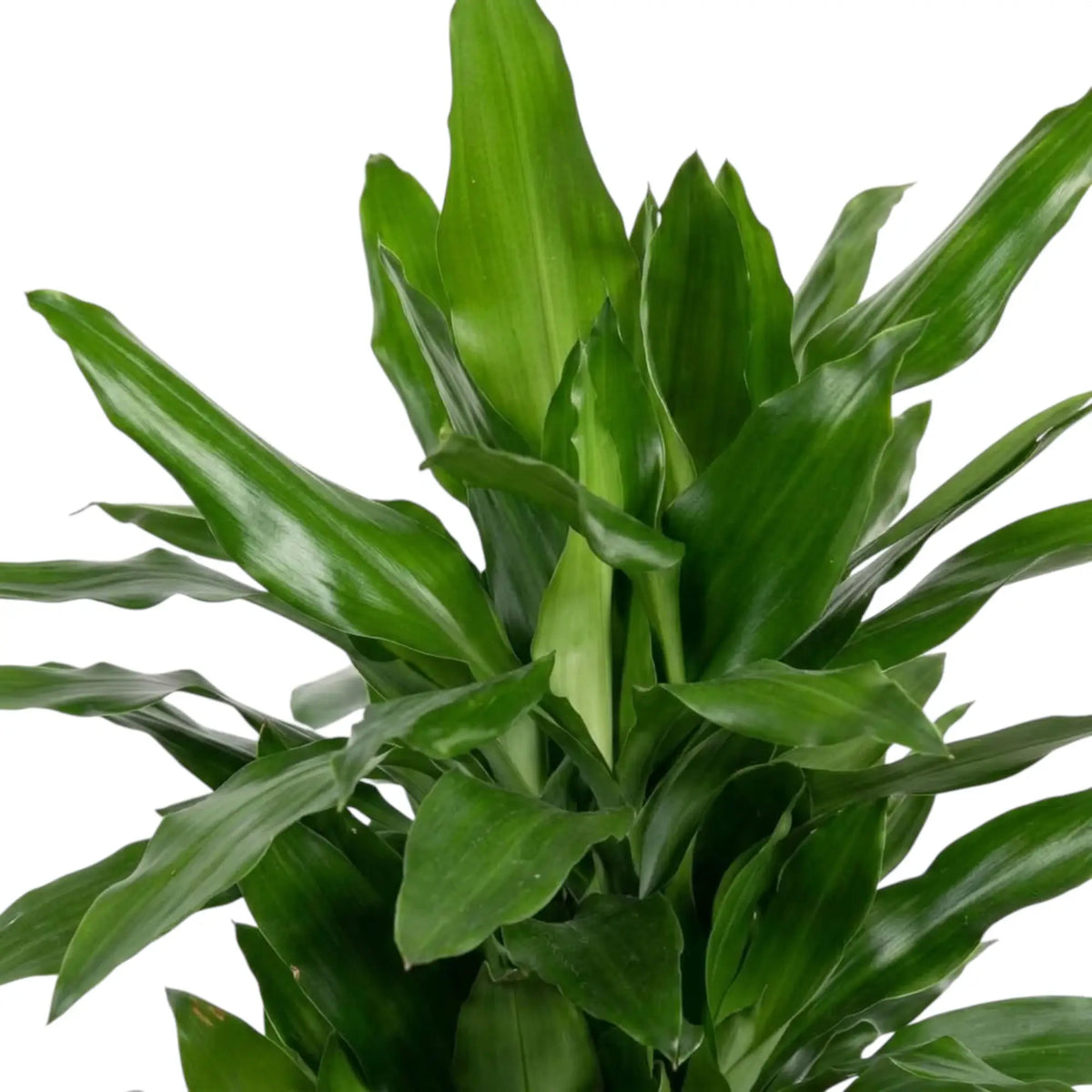 Nahaufnahme der glänzenden, dunkelgrünen Blätter von Dracaena fragrans ‘Janet Lind’ mit hellgrünen Streifen