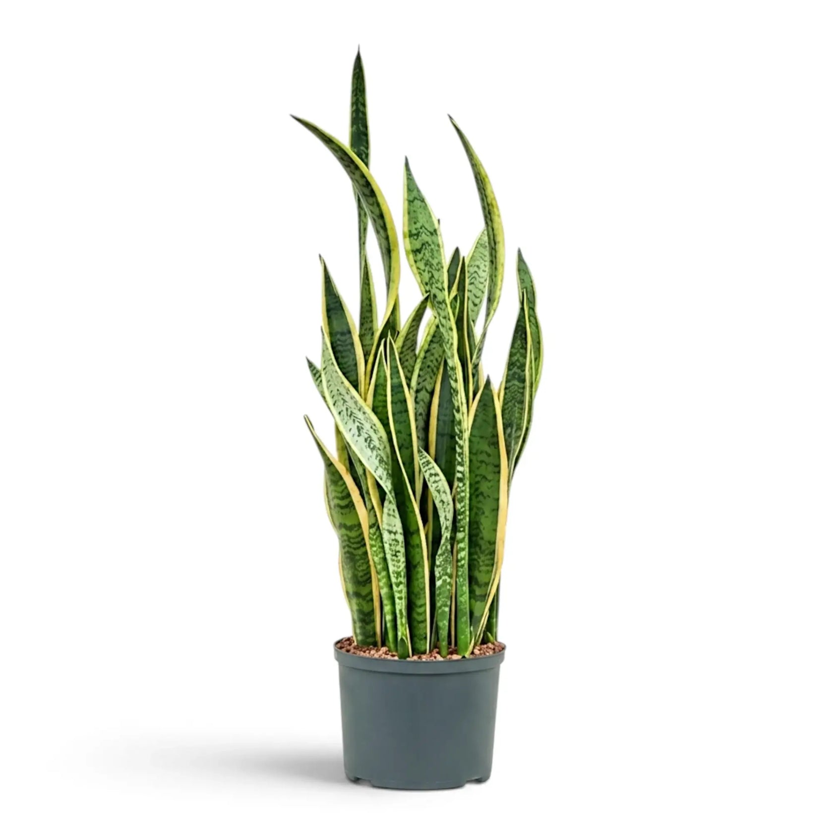 Sehr große Dracaena trifasciata 'Laurentii' mit aufrechten schwertförmigen grünen Blättern und gelben Rändern