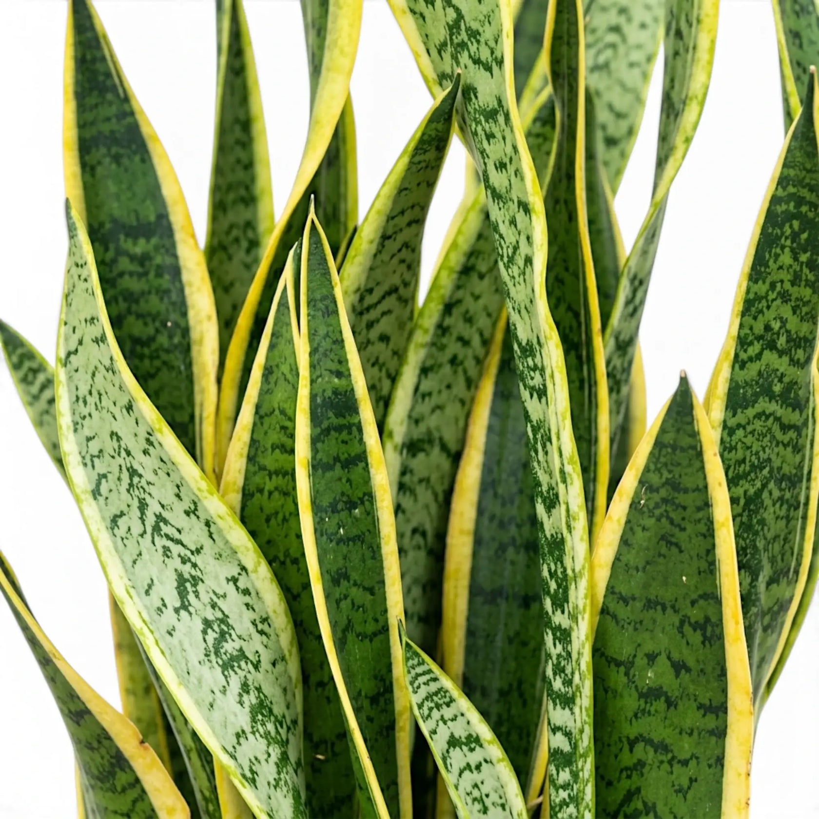 Nahaufnahme der Blätter von Dracaena trifasciata 'Laurentii' mit gelben Rändern und unregelmäßiger grüner Querzeichnung