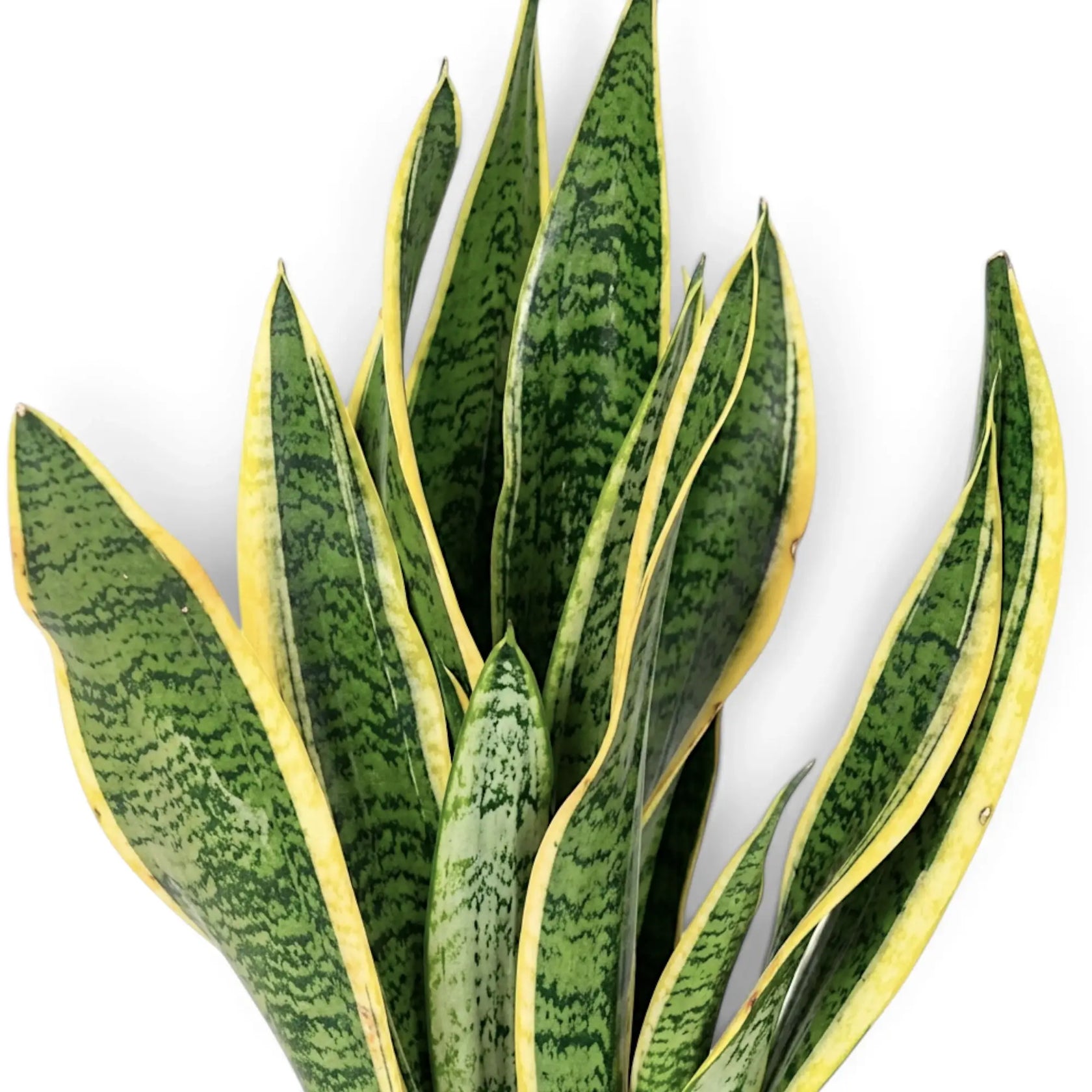 Detailaufnahme eines Blatts von Dracaena trifasciata 'Laurentii' mit goldgelben Rändern und grüner Querbänderung
