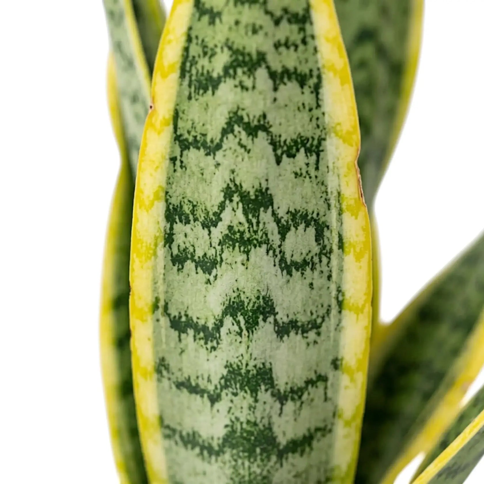 Detailaufnahme des Laubs von Dracaena trifasciata 'Laurentii' mit überlappenden grünen Blättern und leuchtend gelben Rändern