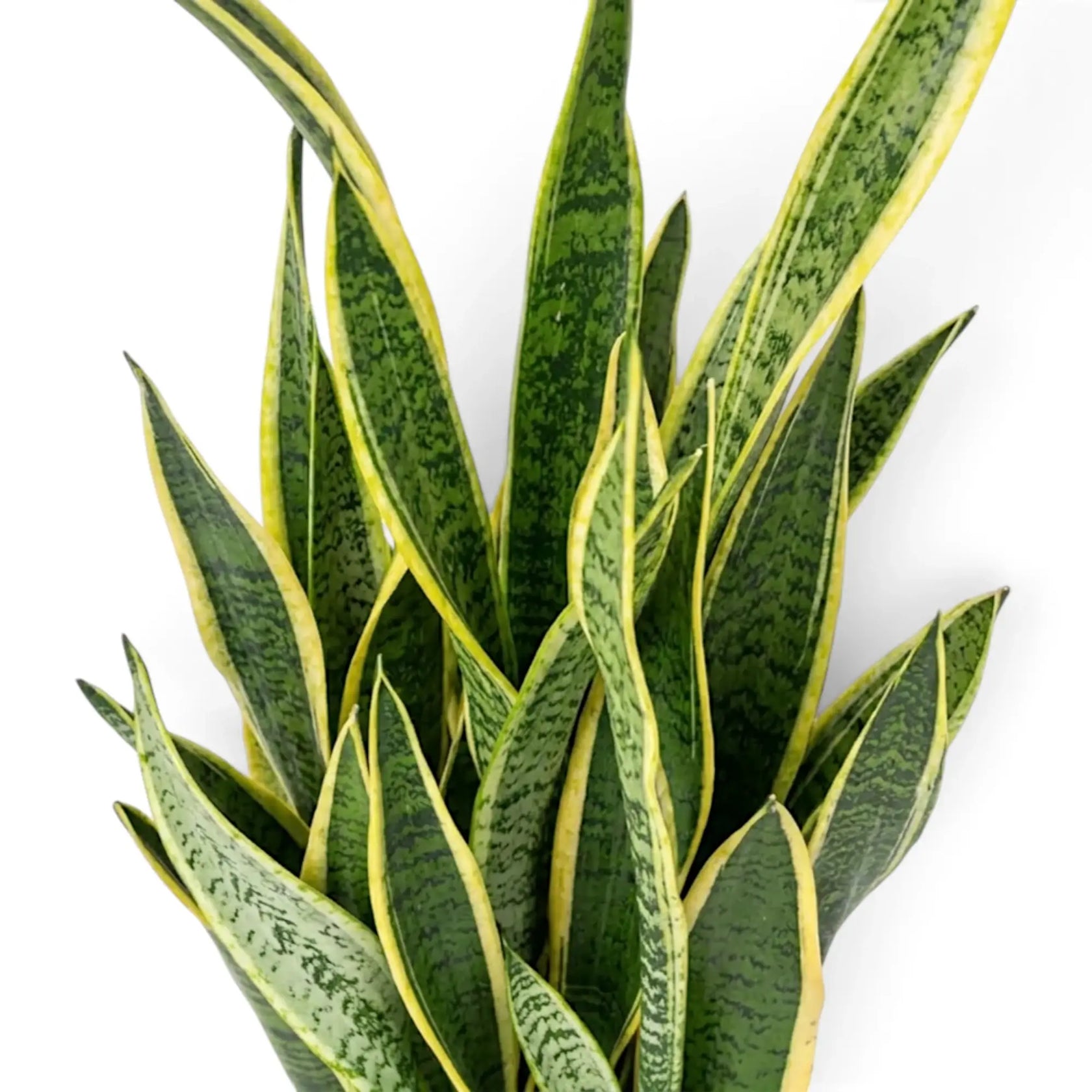 Nahaufnahme von Dracaena trifasciata 'Laurentii' mit langen grünen Blättern und gelben Rändern