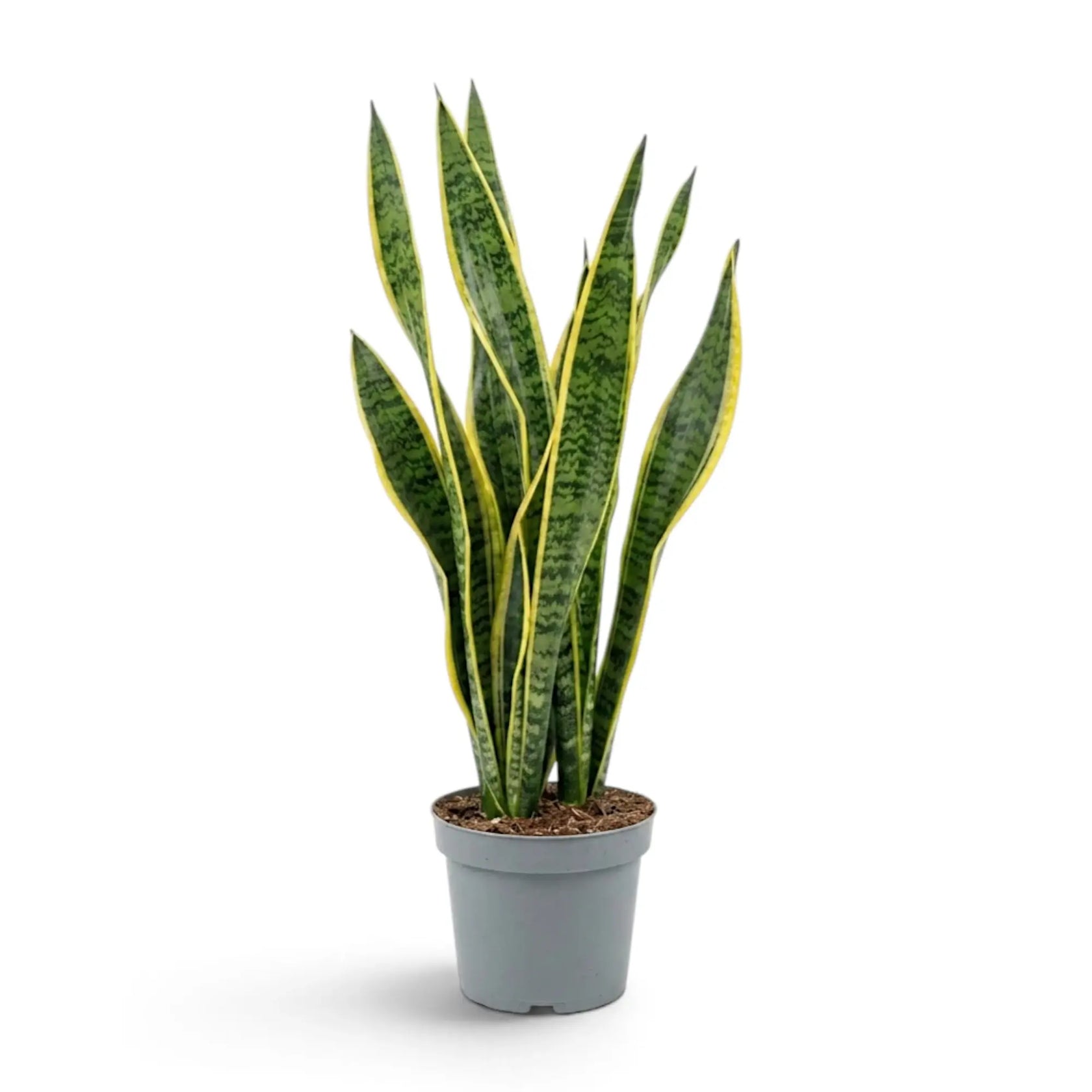 Gesamtansicht einer großen Dracaena trifasciata 'Laurentii', deren grün-gelbe Blätter einen aufrechten Fächer bilden