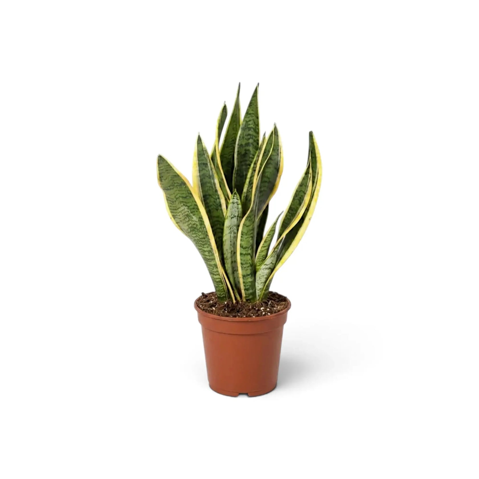 Mittelgroße Dracaena trifasciata 'Laurentii' mit langen, gelb gerandeten Blättern und unregelmäßiger grüner Querzeichnung