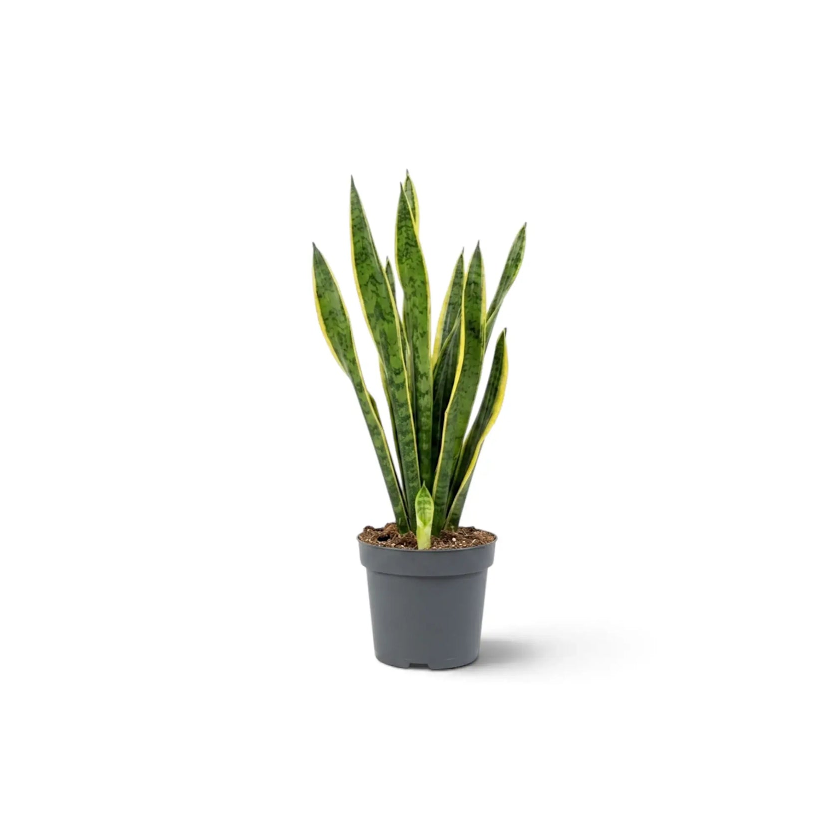 Kleine Dracaena trifasciata 'Laurentii' mit langen, gelb gerandeten Blättern und unregelmäßiger grüner Querzeichnung