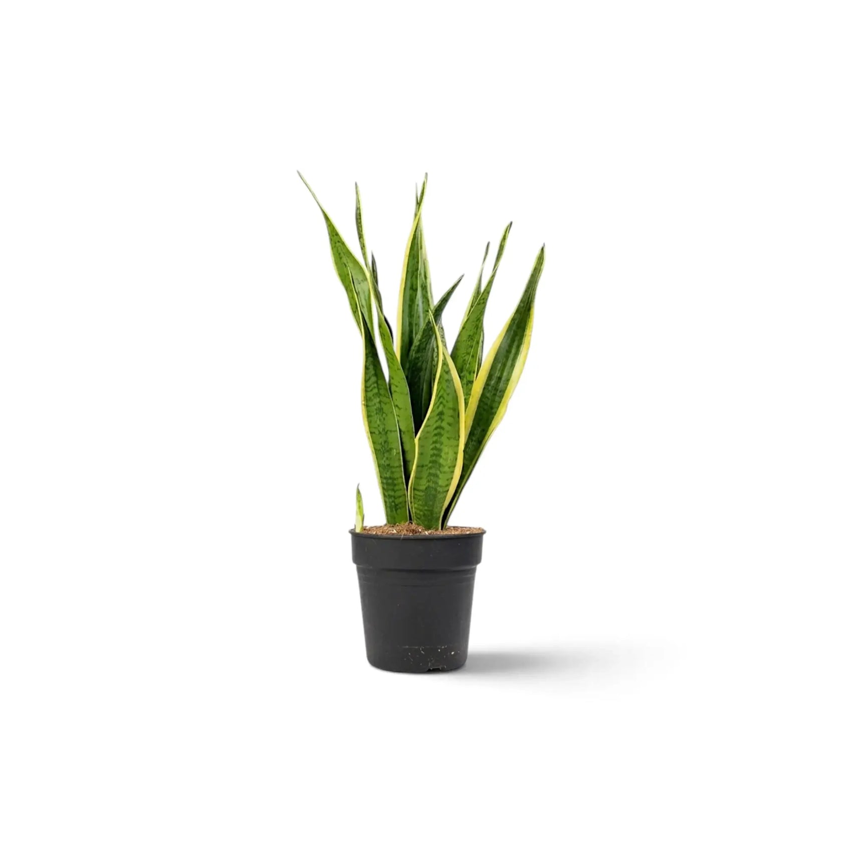 Kleine Dracaena trifasciata 'Laurentii' im Kulturtopf mit grünen, quergebänderten Blättern und goldgelben Rändern