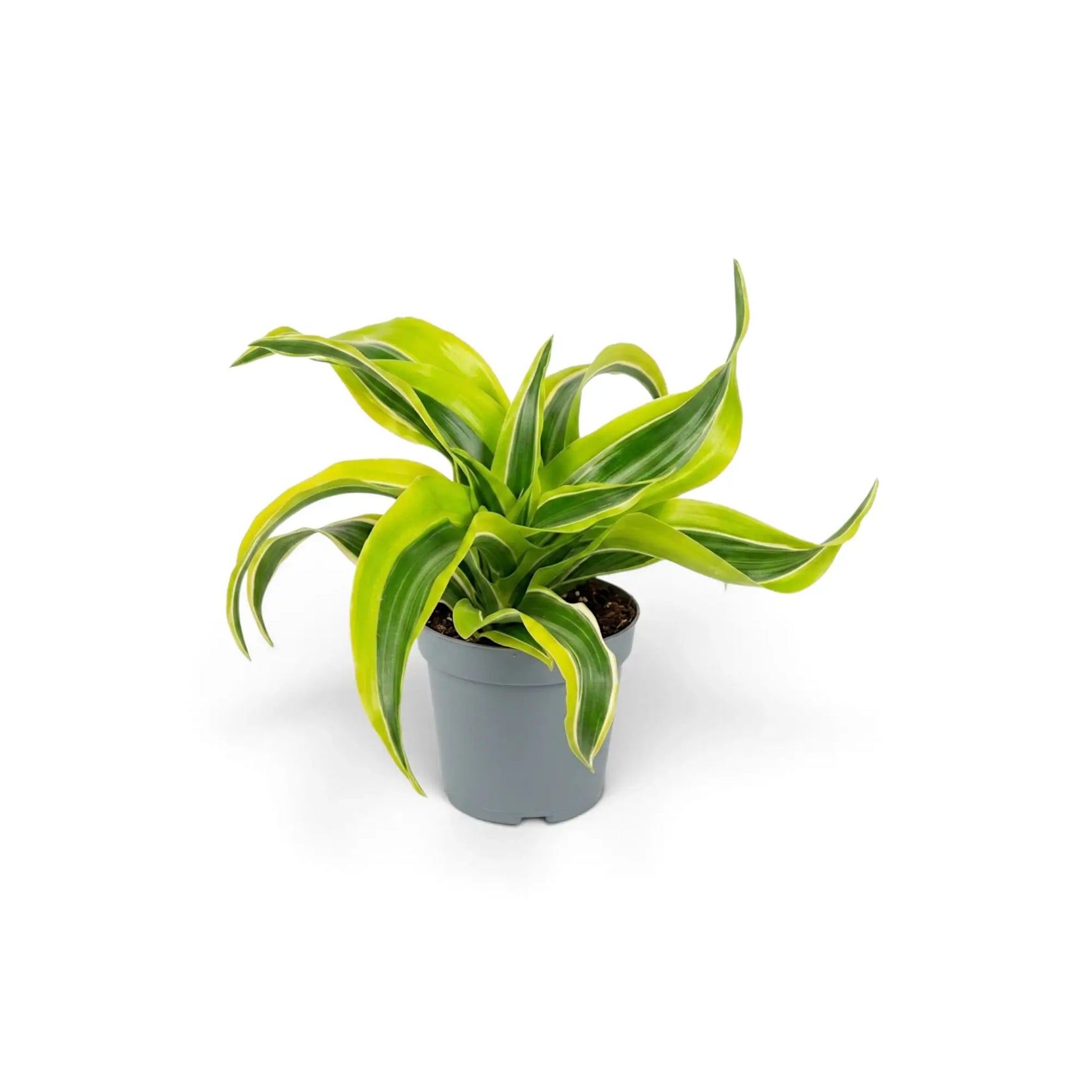 Junge Dracaena ‘Lemon Surprise’ mit eingerollten Blättern in Limettengrün und Grün im grauen Topf
