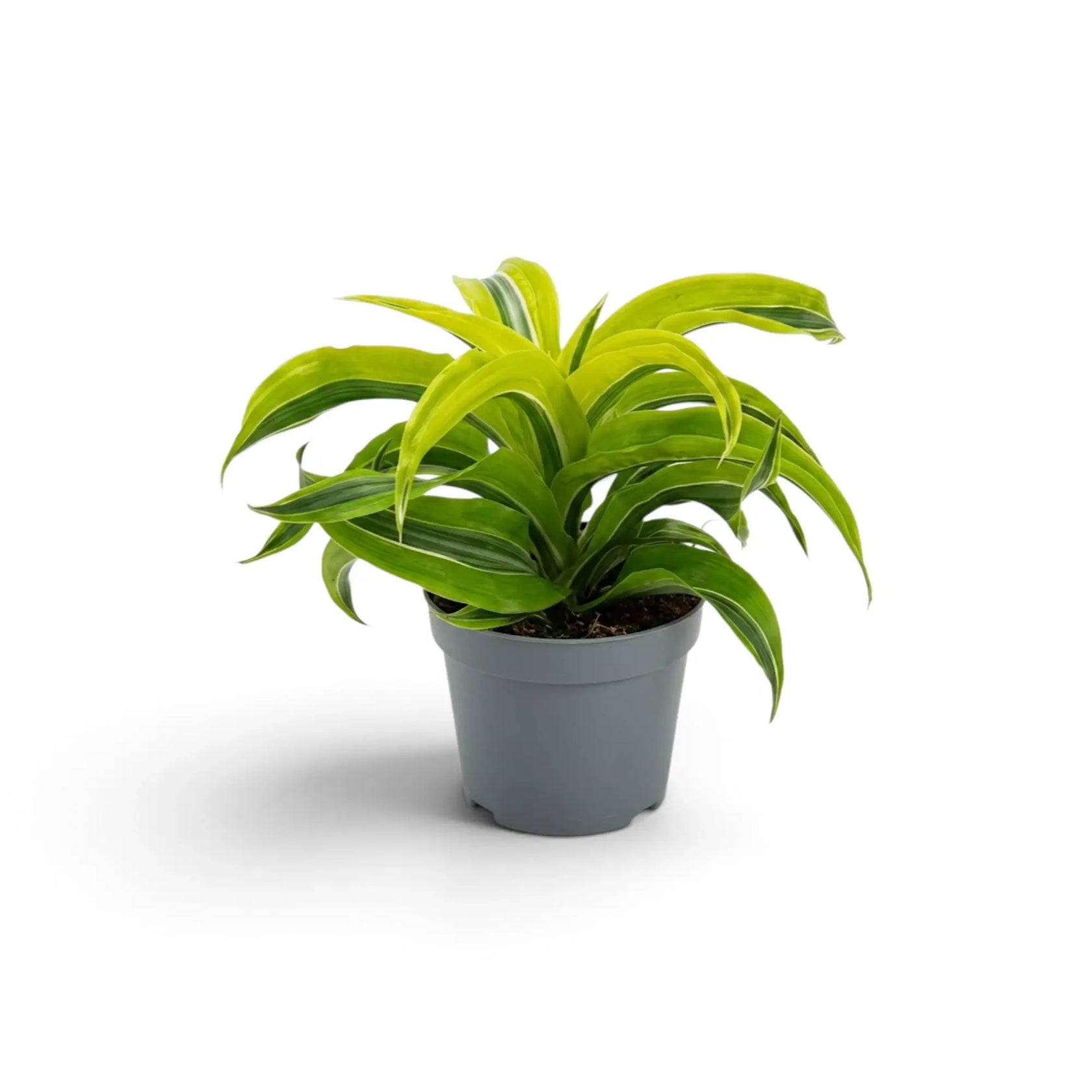 Dracaena ‘Lemon Surprise’ als Jungpflanze im grauen Kulturtopf, von vorn