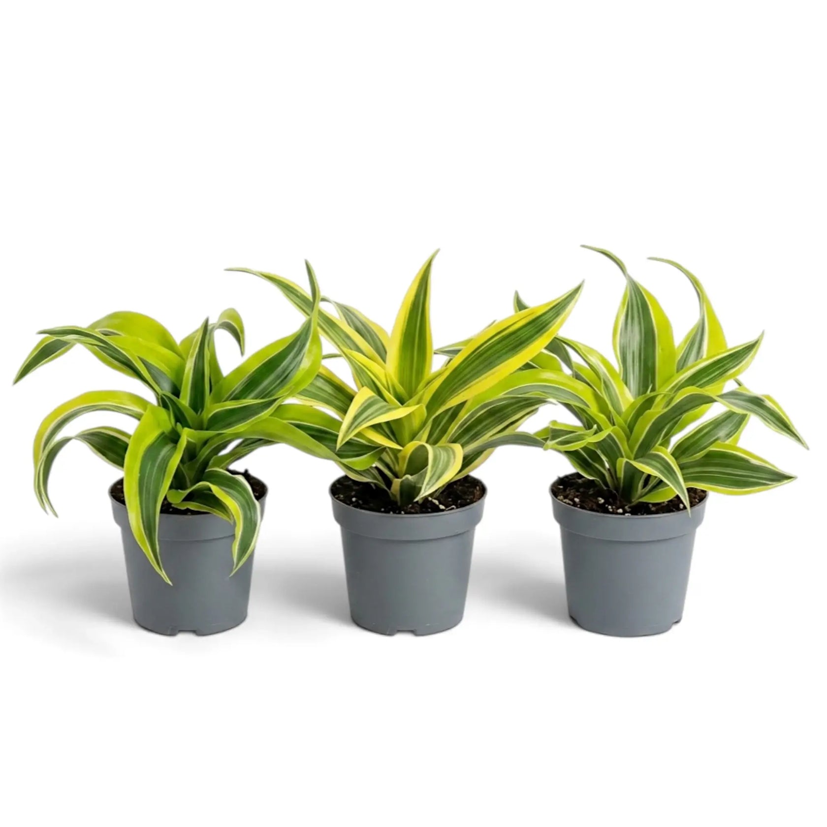 Gruppe aus drei Dracaena ‘Lemon Surprise’ mit jeweils unterschiedlichen Blättern