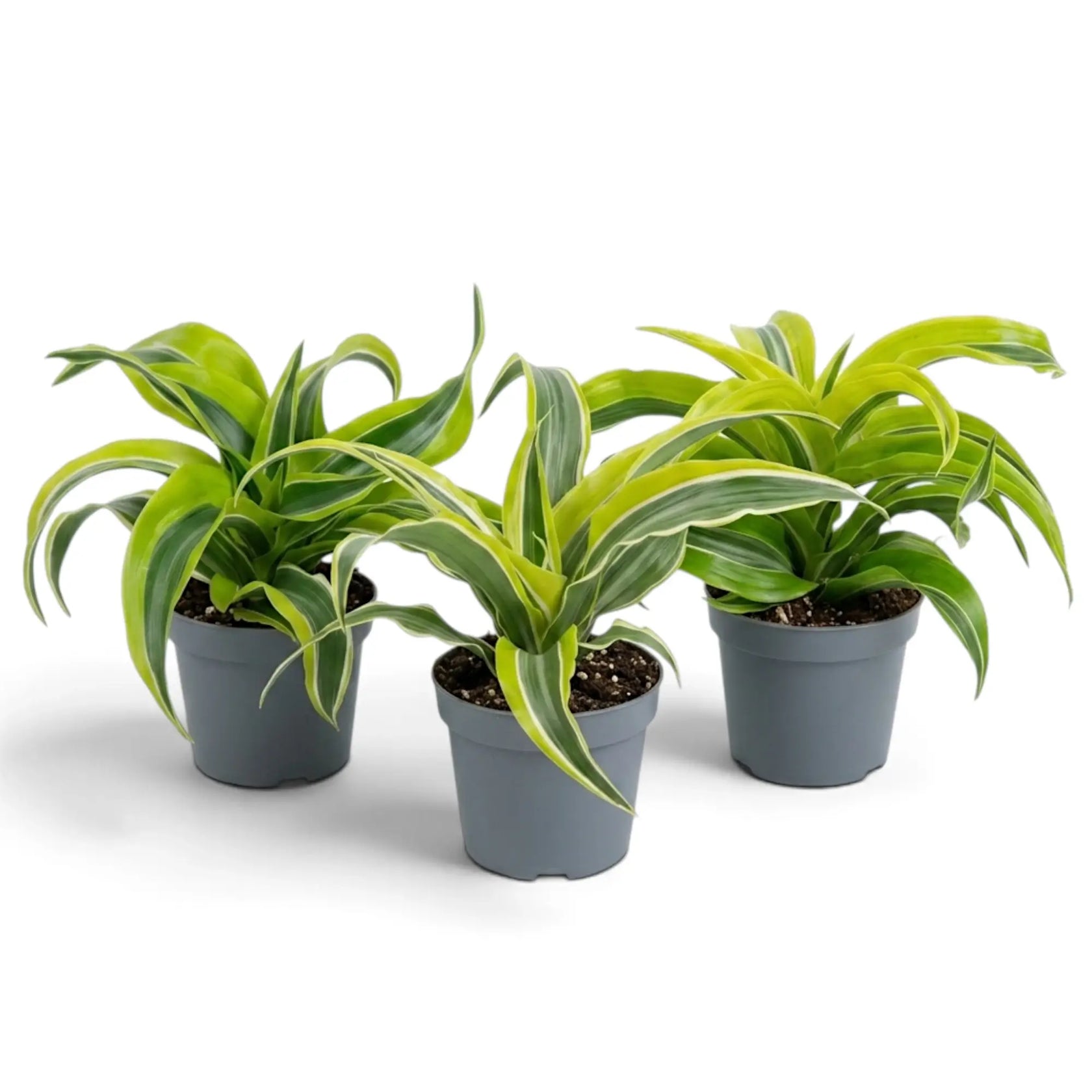 Schrägansicht einer Gruppe aus drei jungen Dracaena ‘Lemon Surprise’