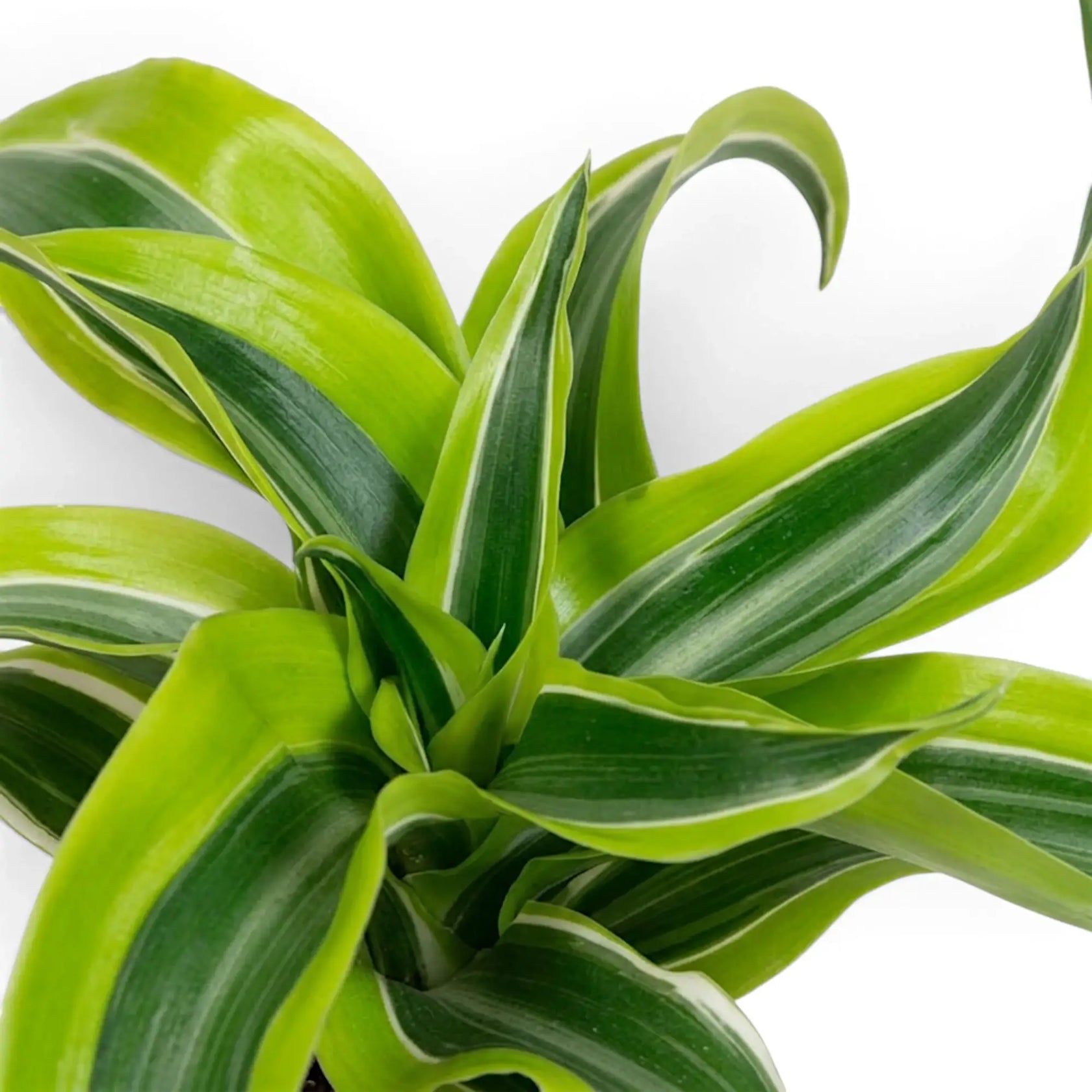 Nahaufnahme einer grün-limettenfarbenen Rosette von Dracaena ‘Lemon Surprise’