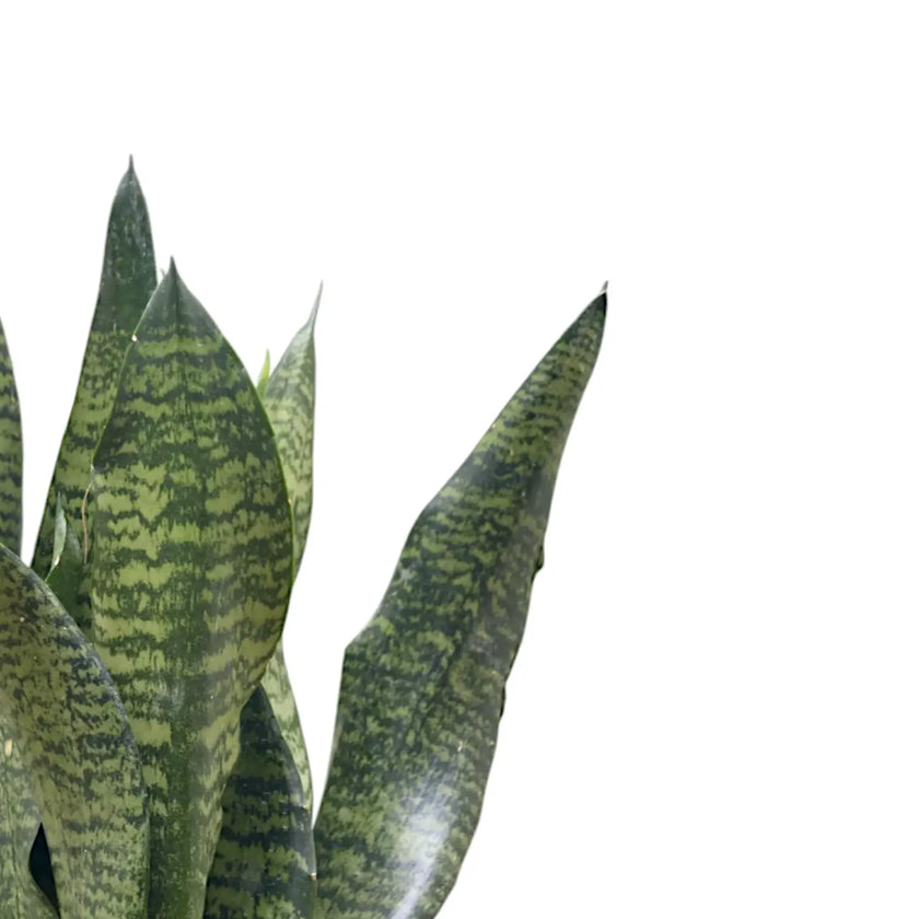 Dracaena (Sansevieria) masoniana 'Dragon' – Blattdetail vor weißem Hintergrund..