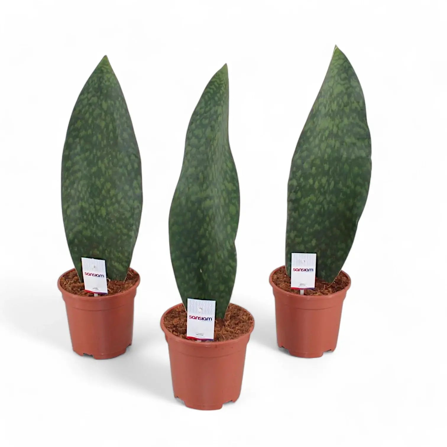 Dracaena (Sansevieria) masoniana 'Victoria' potted plant in nursery pot on white background.