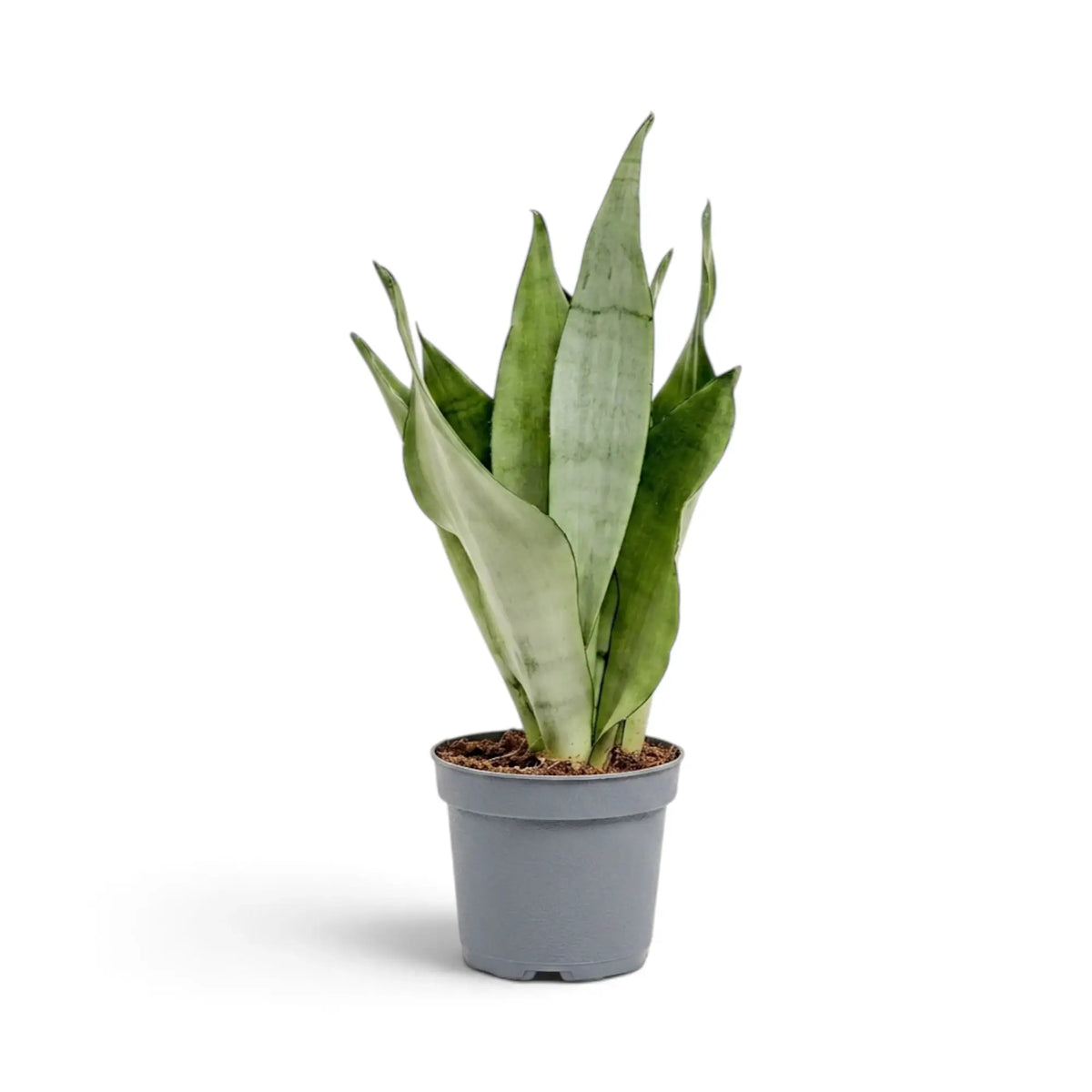 Large Dracaena trifasciata ‘Moonshine’ in a nursery pot, showing upright pale silvery-green leaves