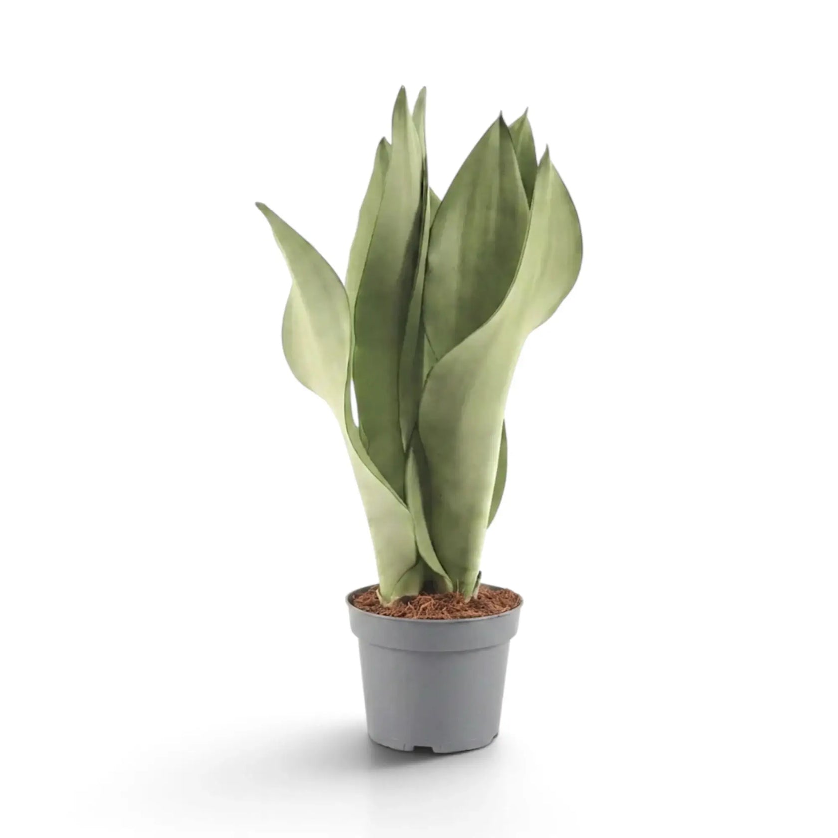 Large Dracaena trifasciata ‘Moonshine’ in a nursery pot, showing upright pale silvery-green leaves