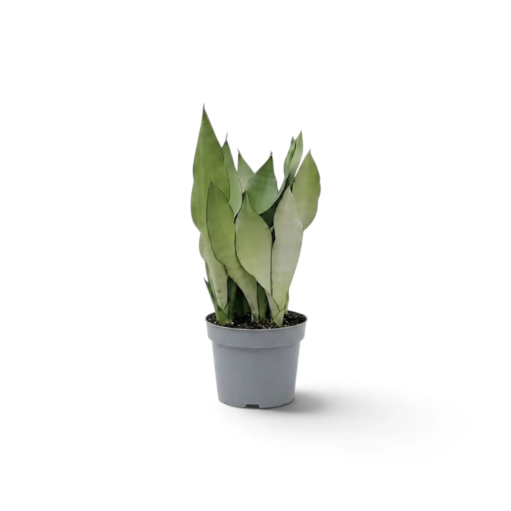 Medium Dracaena trifasciata ‘Moonshine’ in a nursery pot, showing upright pale silvery-green leaves