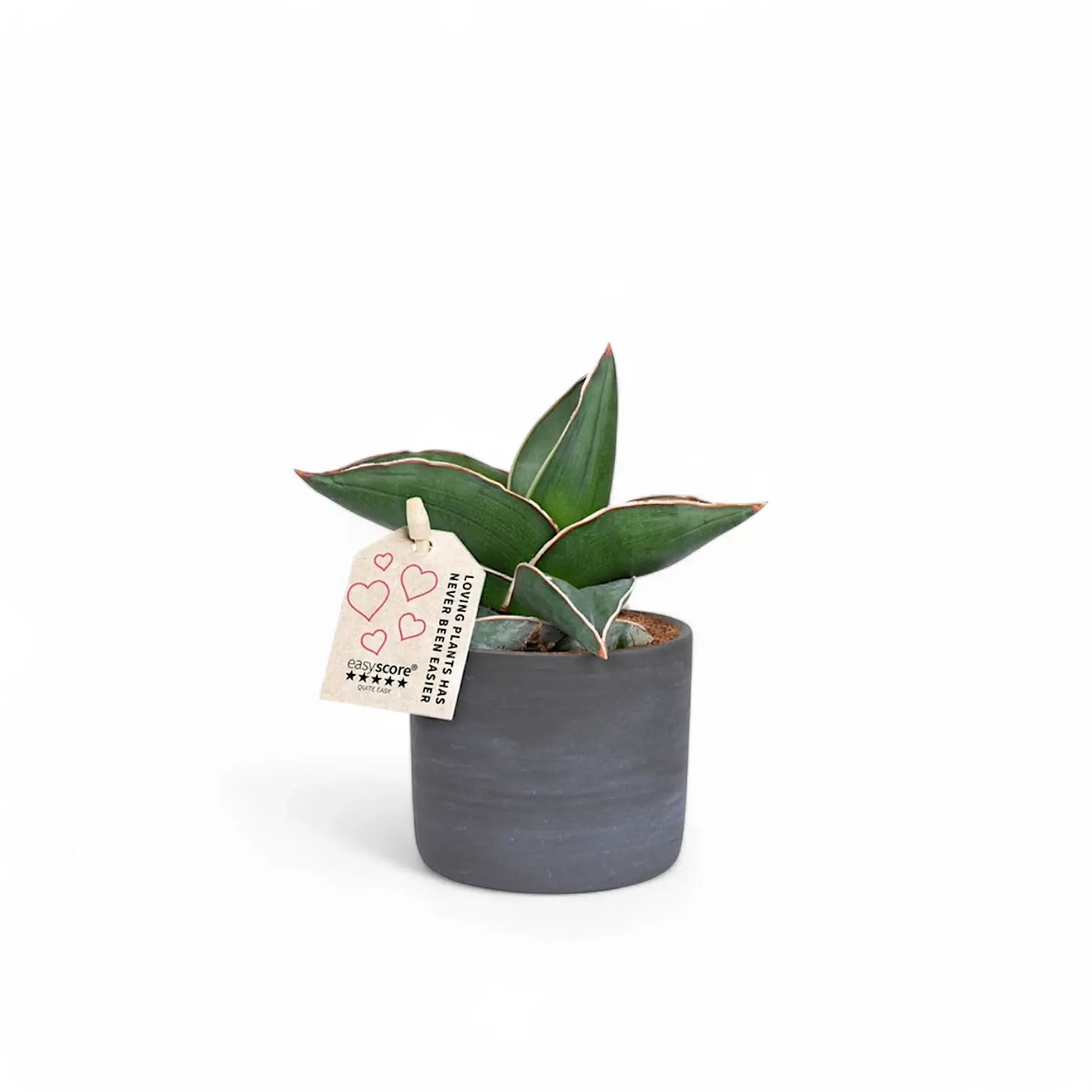 Dracaena (Sansevieria) perrotii 'Samurai' Zimmerpflanze im Anzuchttopf vor weißem Hintergrund, Produktfoto 2.