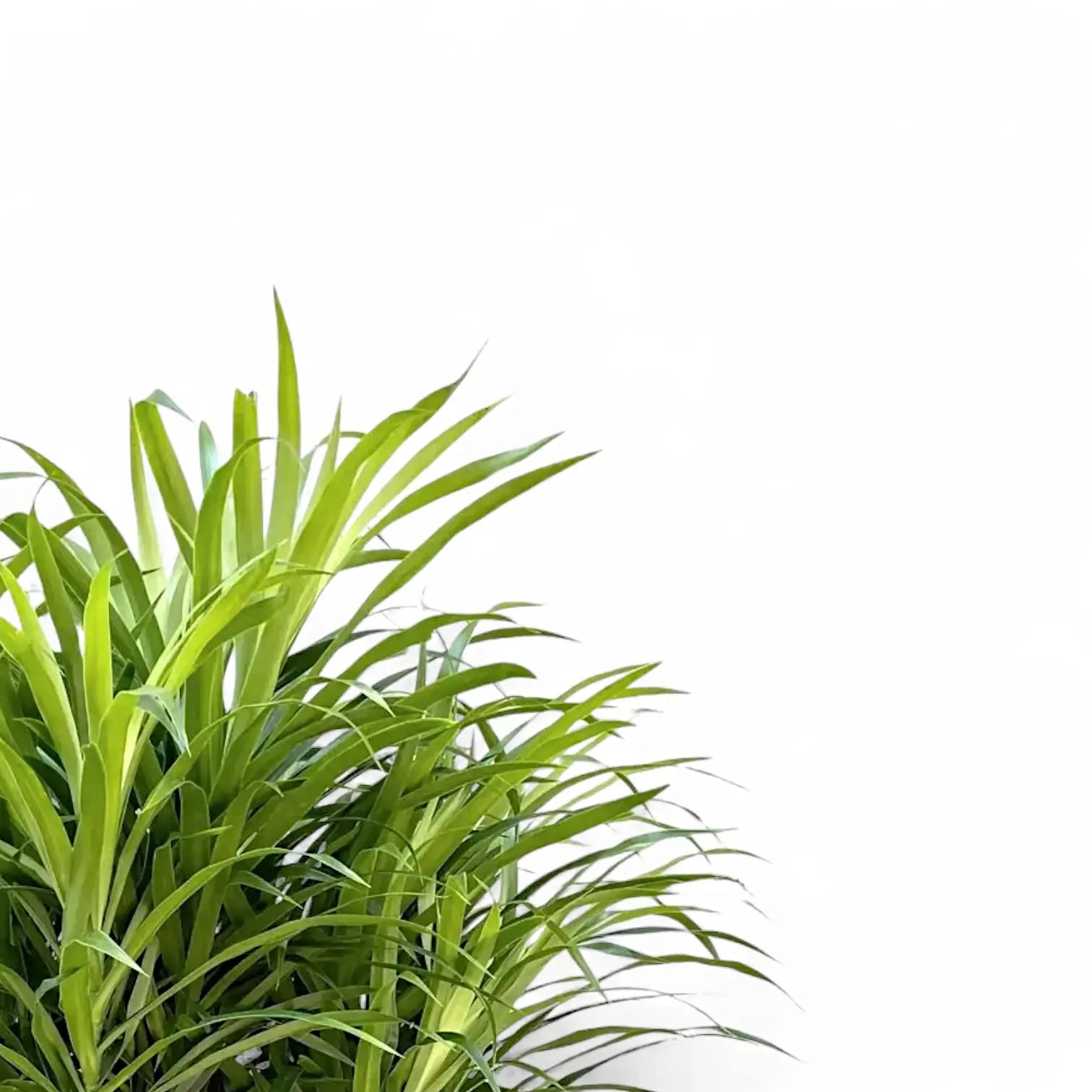 Dracaena reflexa 'Anita' – Blattdetail vor weißem Hintergrund..