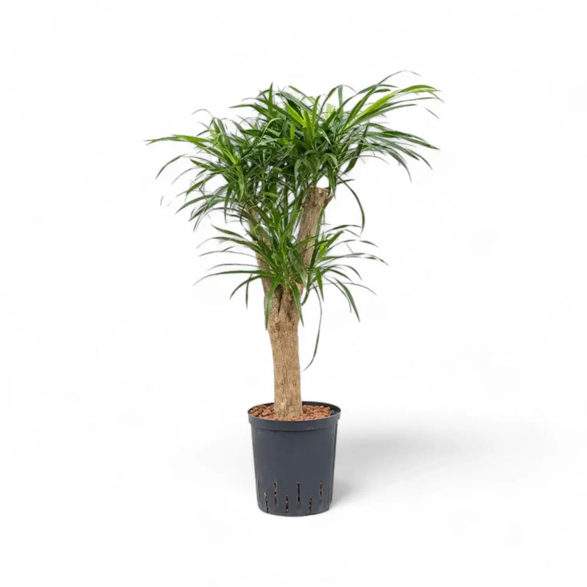 Dracaena reflexa 'Anita' potted plant in nursery pot on white background.