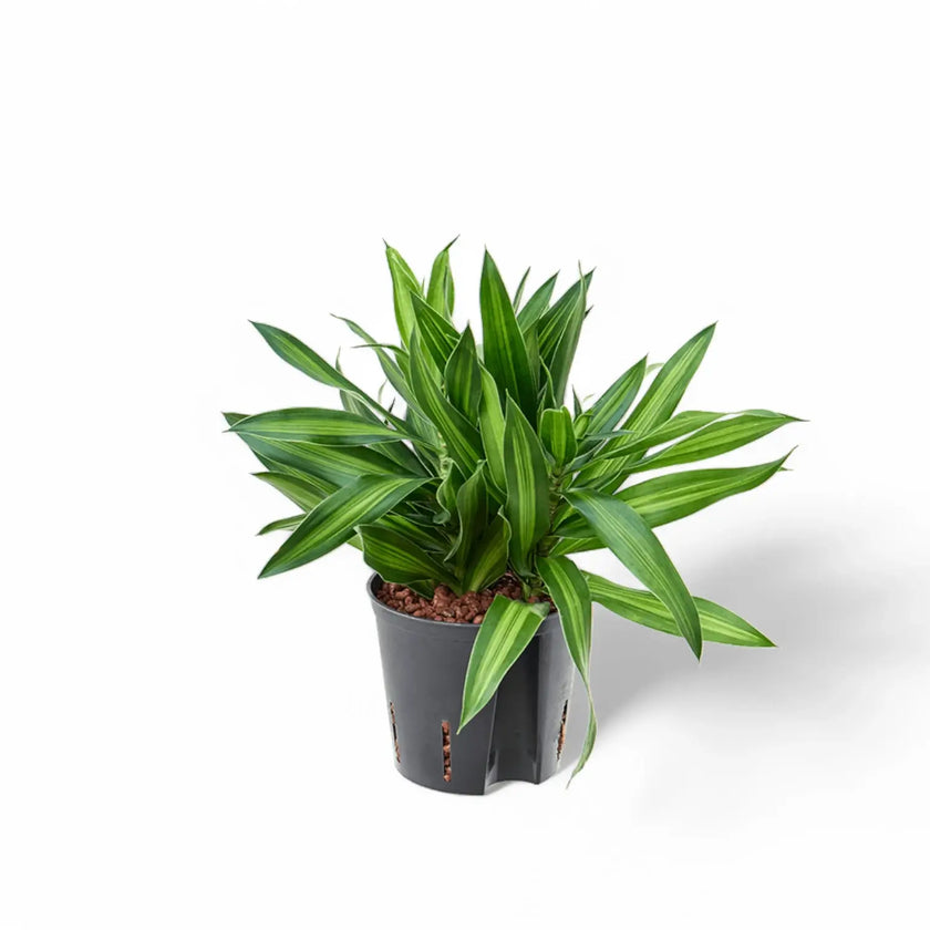 Dracaena reflexa 'Song of Jamaica' potted plant in nursery pot on white background.