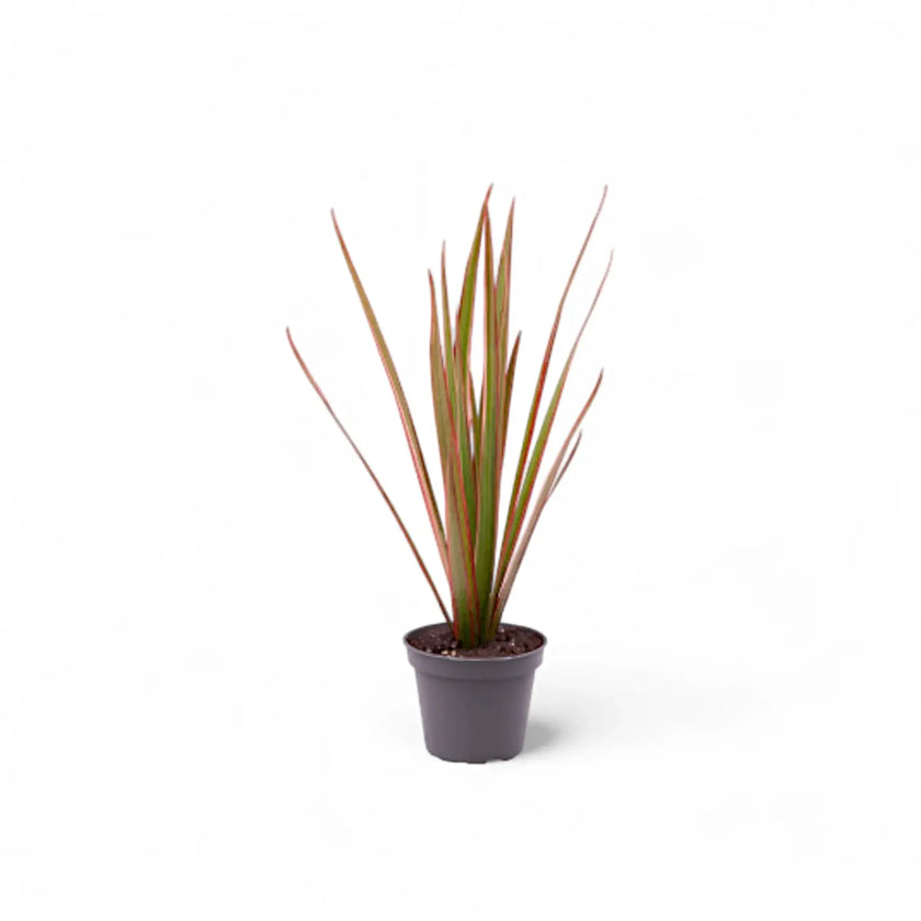 Dracaena reflexa var. angustifolia 'Bicolor' potted plant in nursery pot on white background.